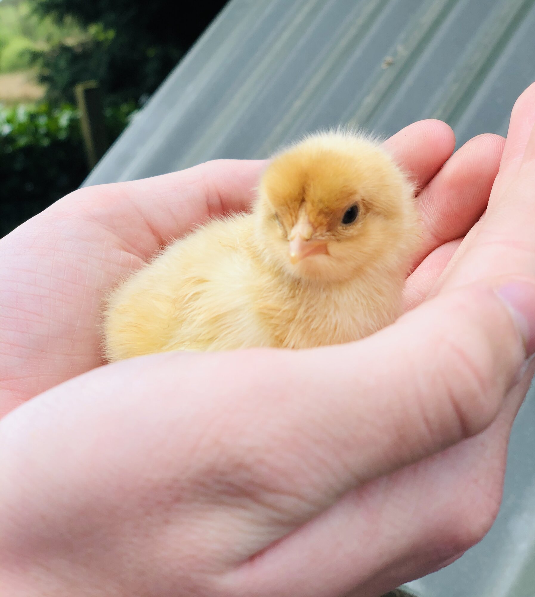 Blue buff columbian Brahma chick