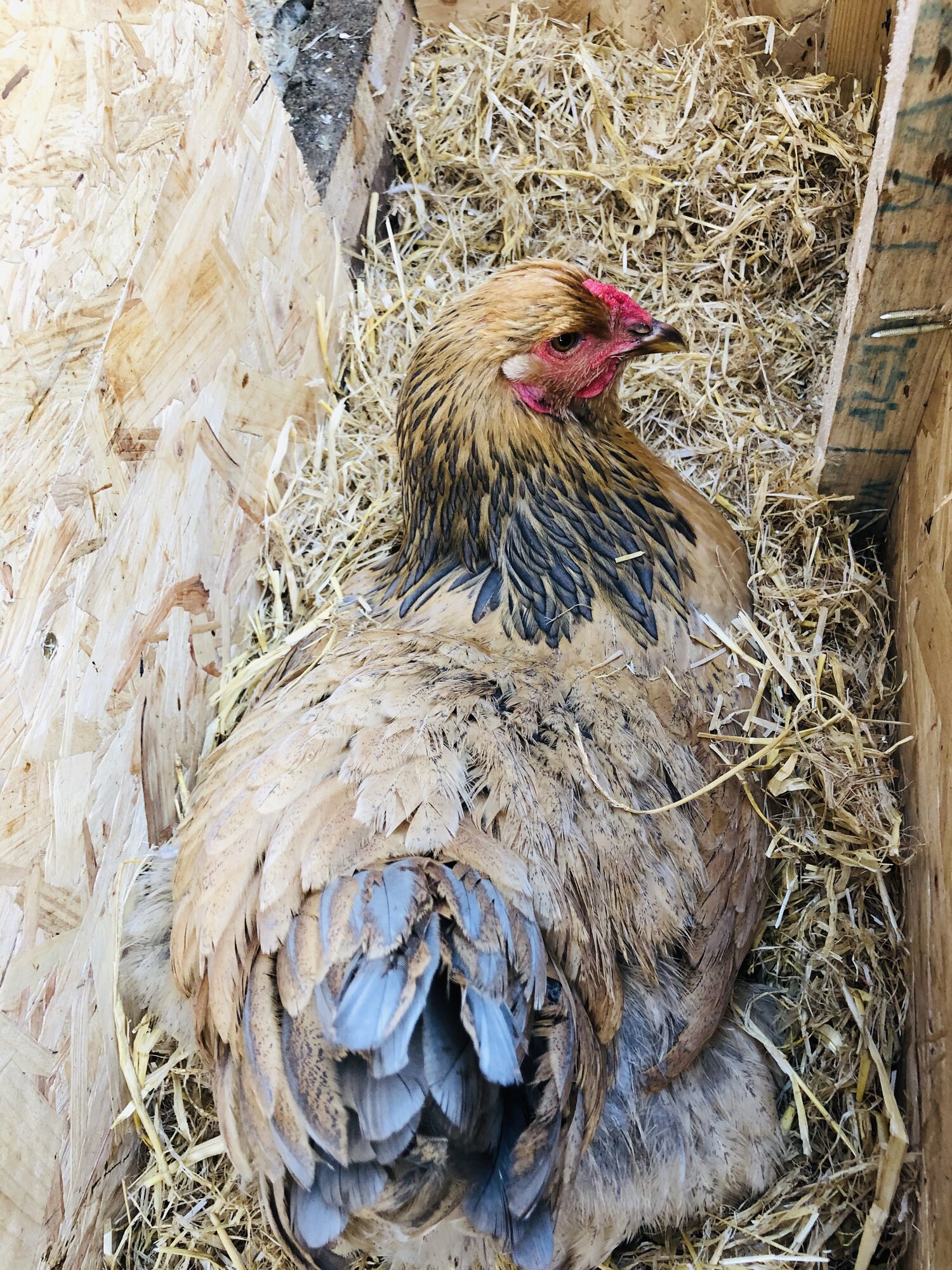 Blue buff columbian Brahma hen in nesting box