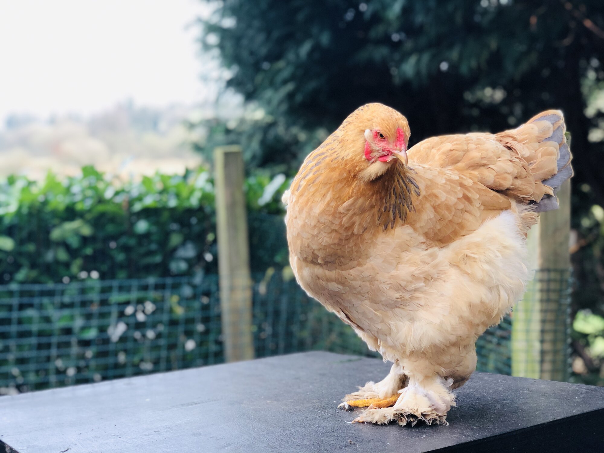 Blue Buff Columbian Brahma Hen.