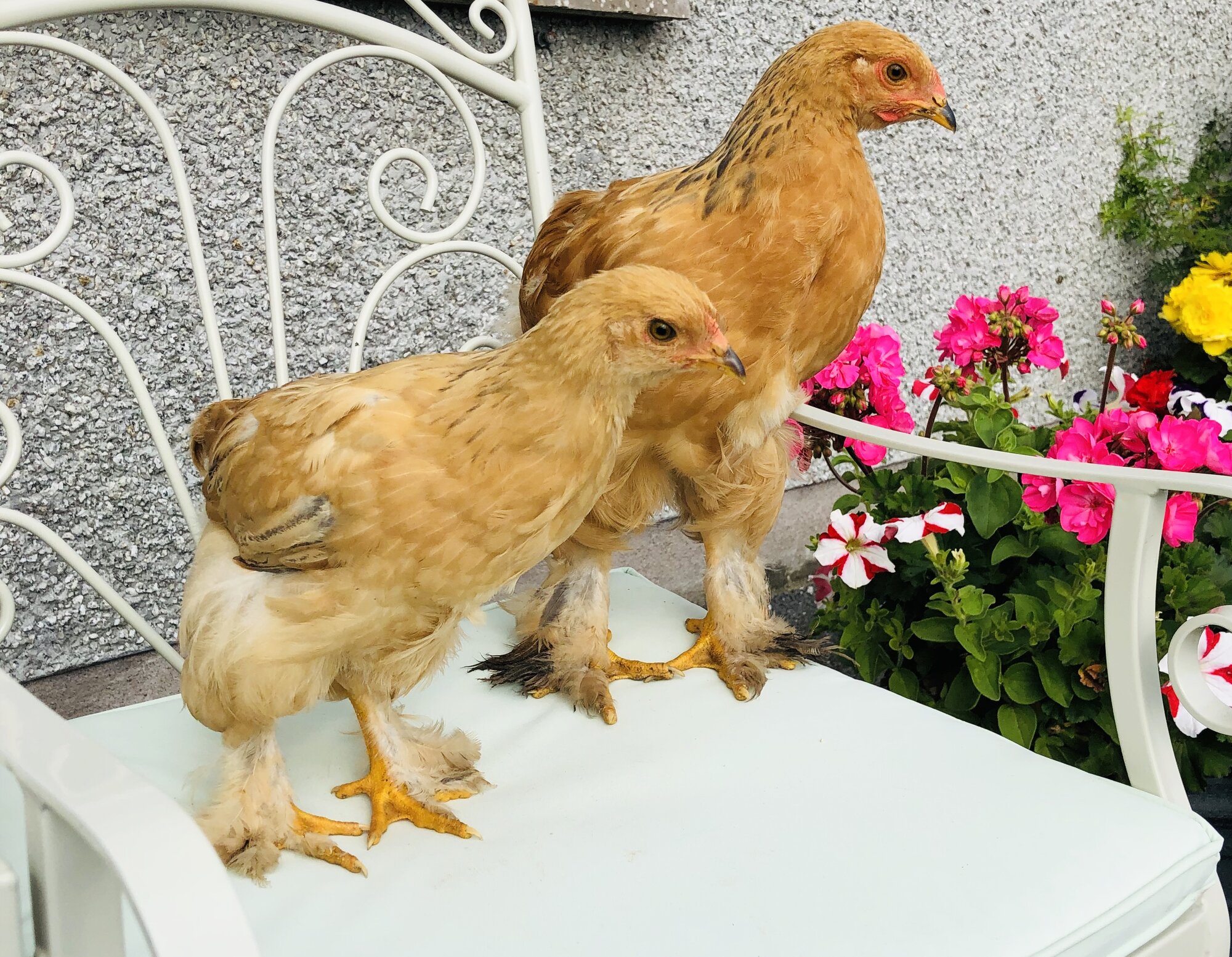 Blue buff columbian brahma pair.