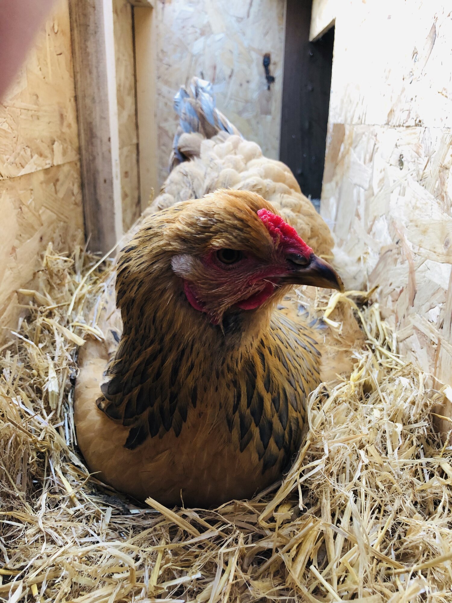 blue buff columbian Brahma pullet in nesting box