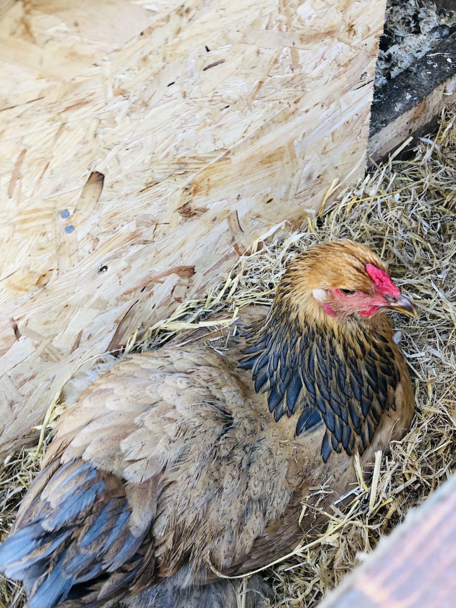 blue buff columbian Brahma pullet