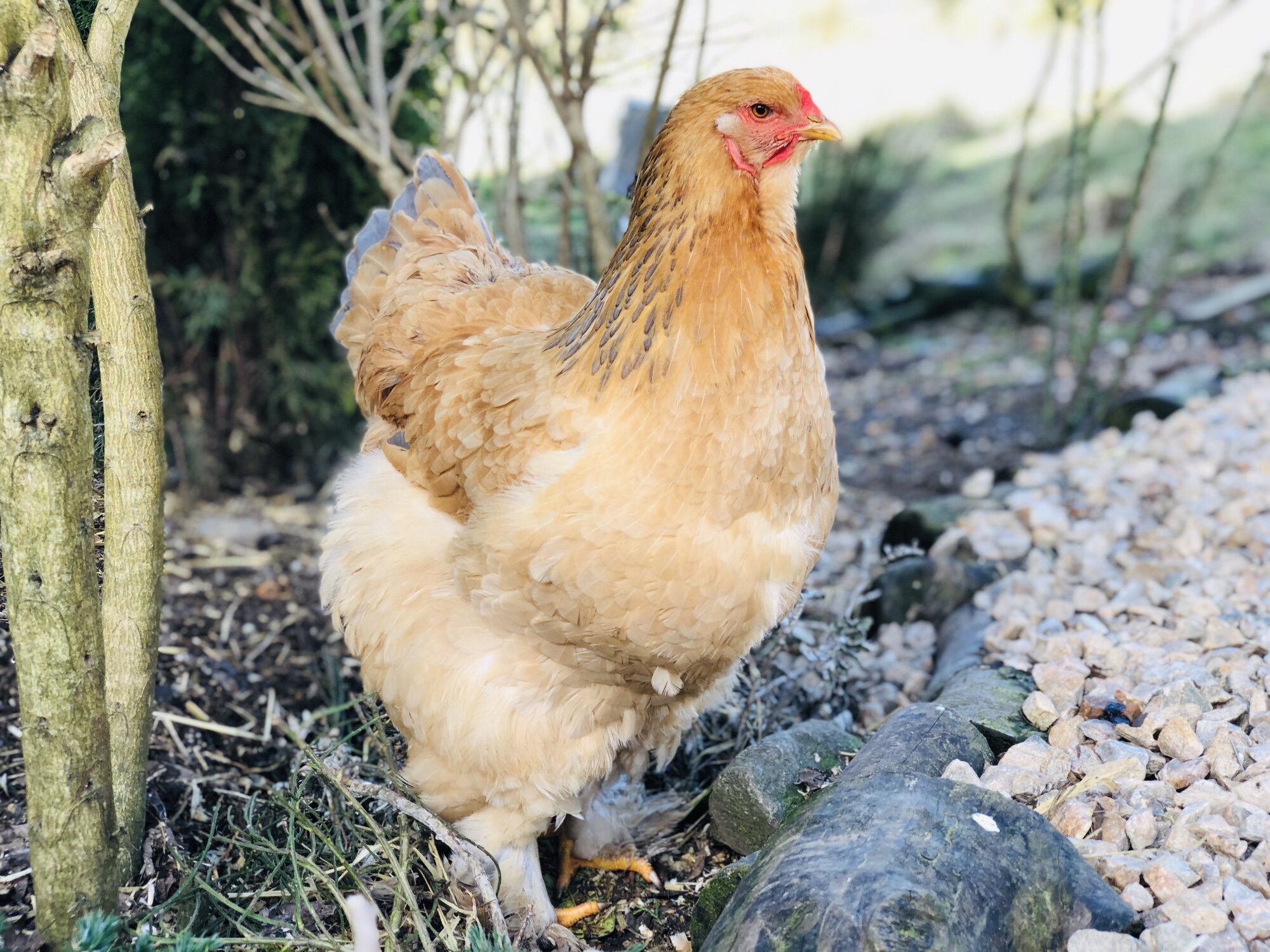 Blue Buff Columbian Brahma Pullet