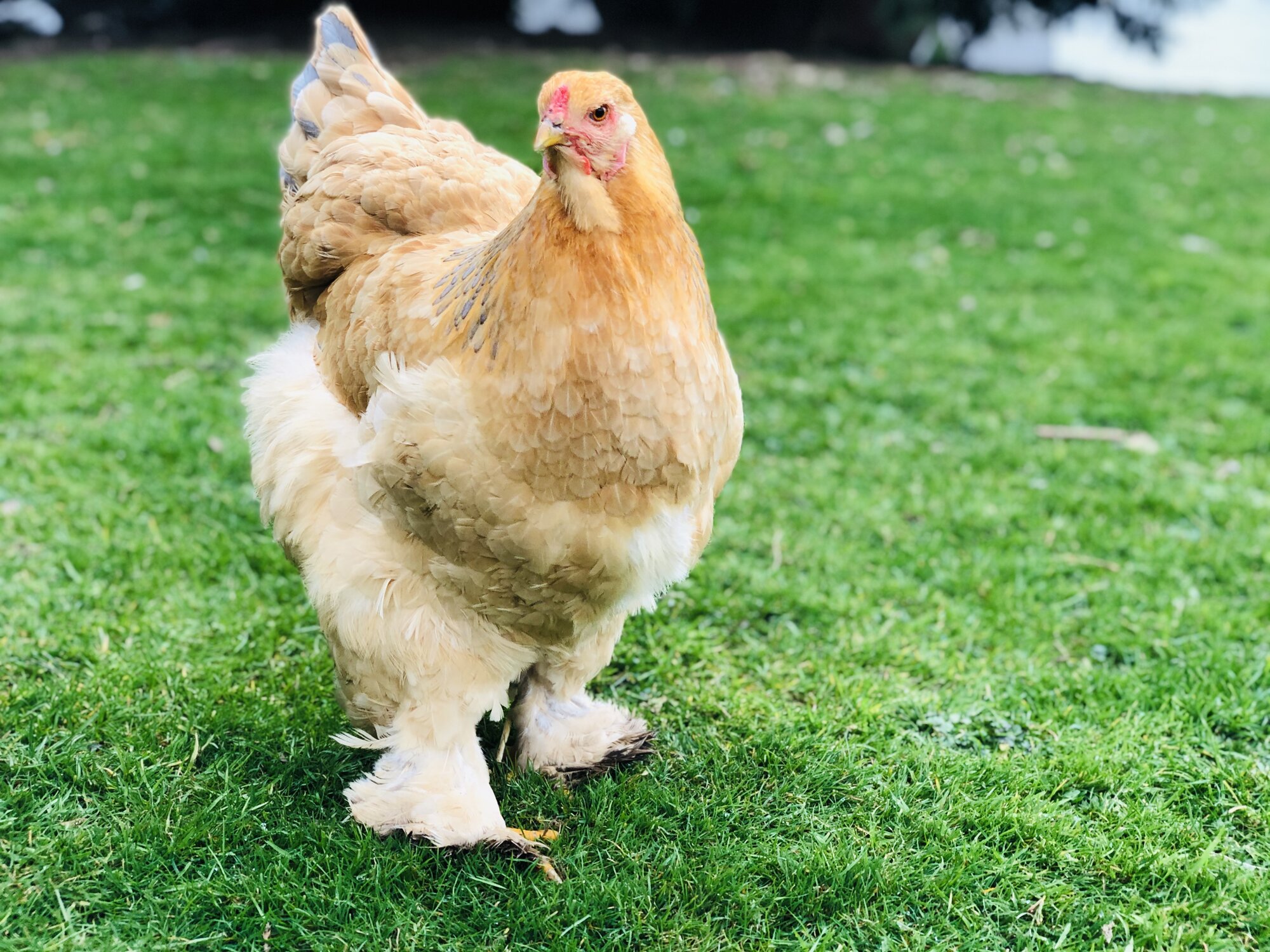 Blue Buff Columbian Brahma Pullet