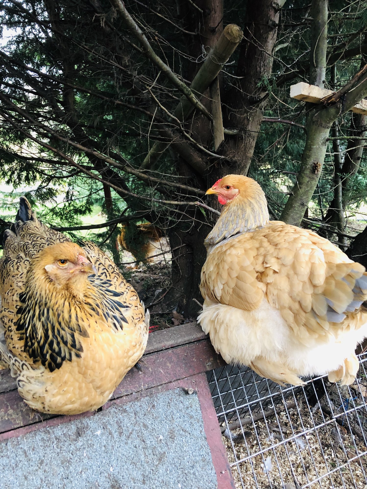 Blue buff columbian Brahma