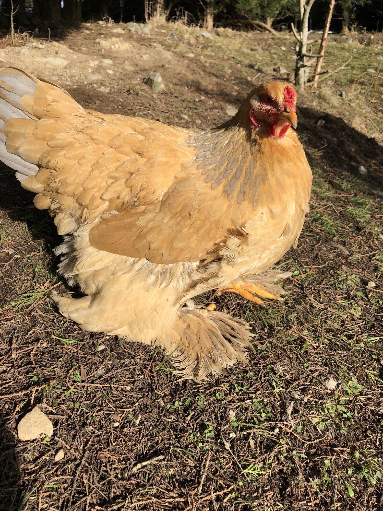 Blue buff columbian Brahma