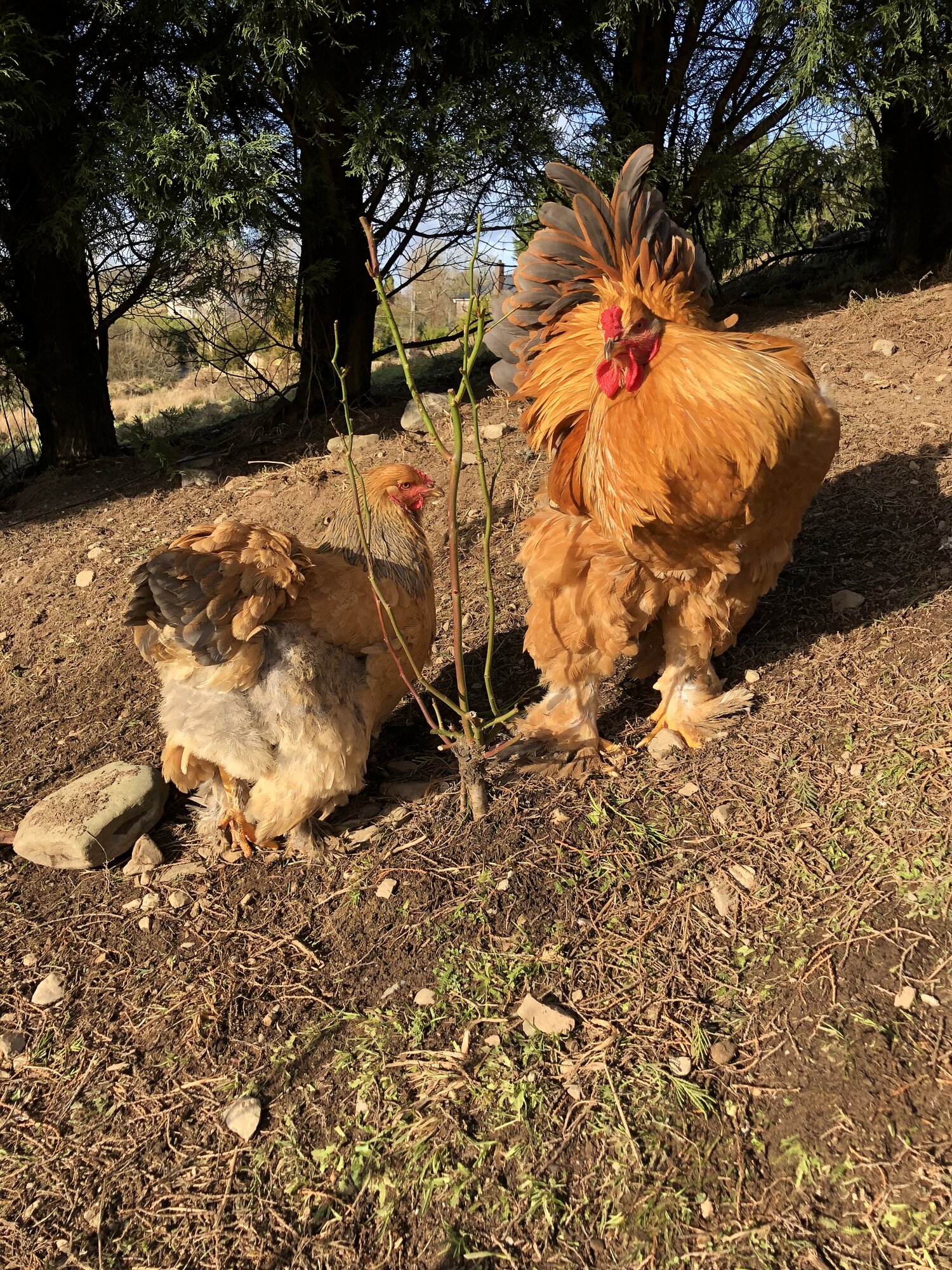 Blue buff columbian Brahma