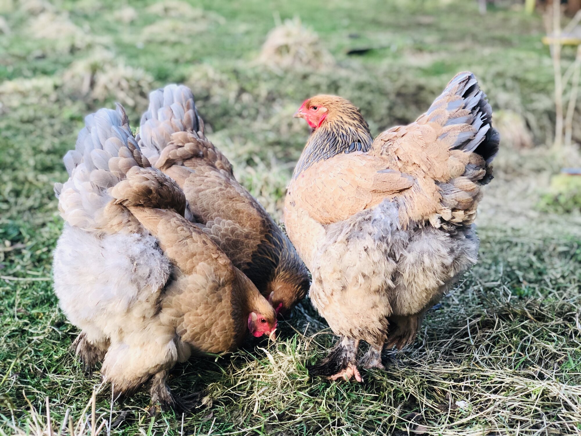 Blue Buff Columbian Hens.