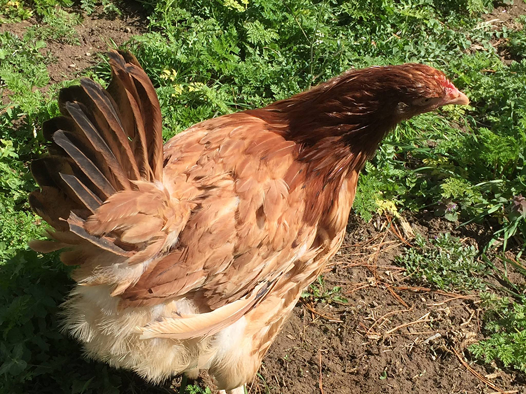 Blue Buff Columbian Orpington
http://stagecoachpoultry.com/orpington-chickens/item/blue-buff-orpingtons