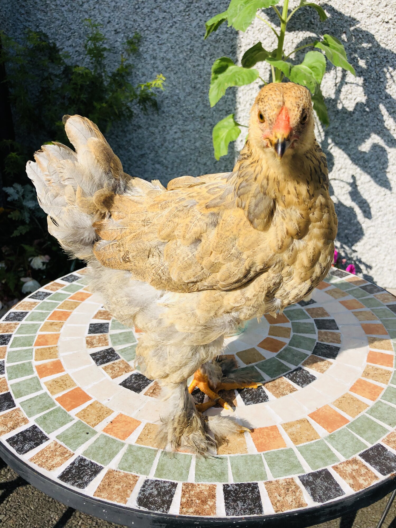Blue buff columbian x Golden partridge Brahma