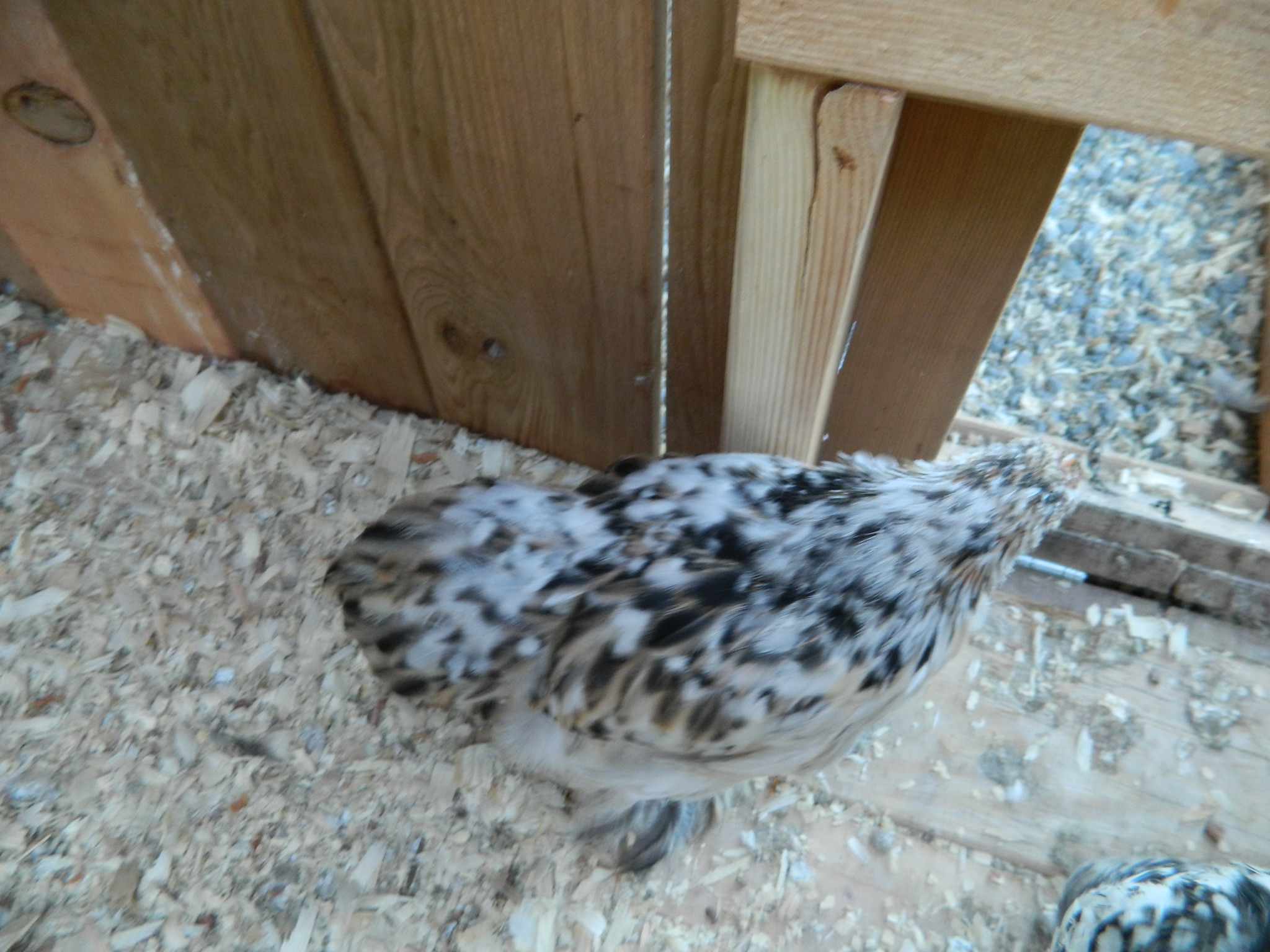 Blue calico pullet from LuckyPickens. 10 weeks old.
