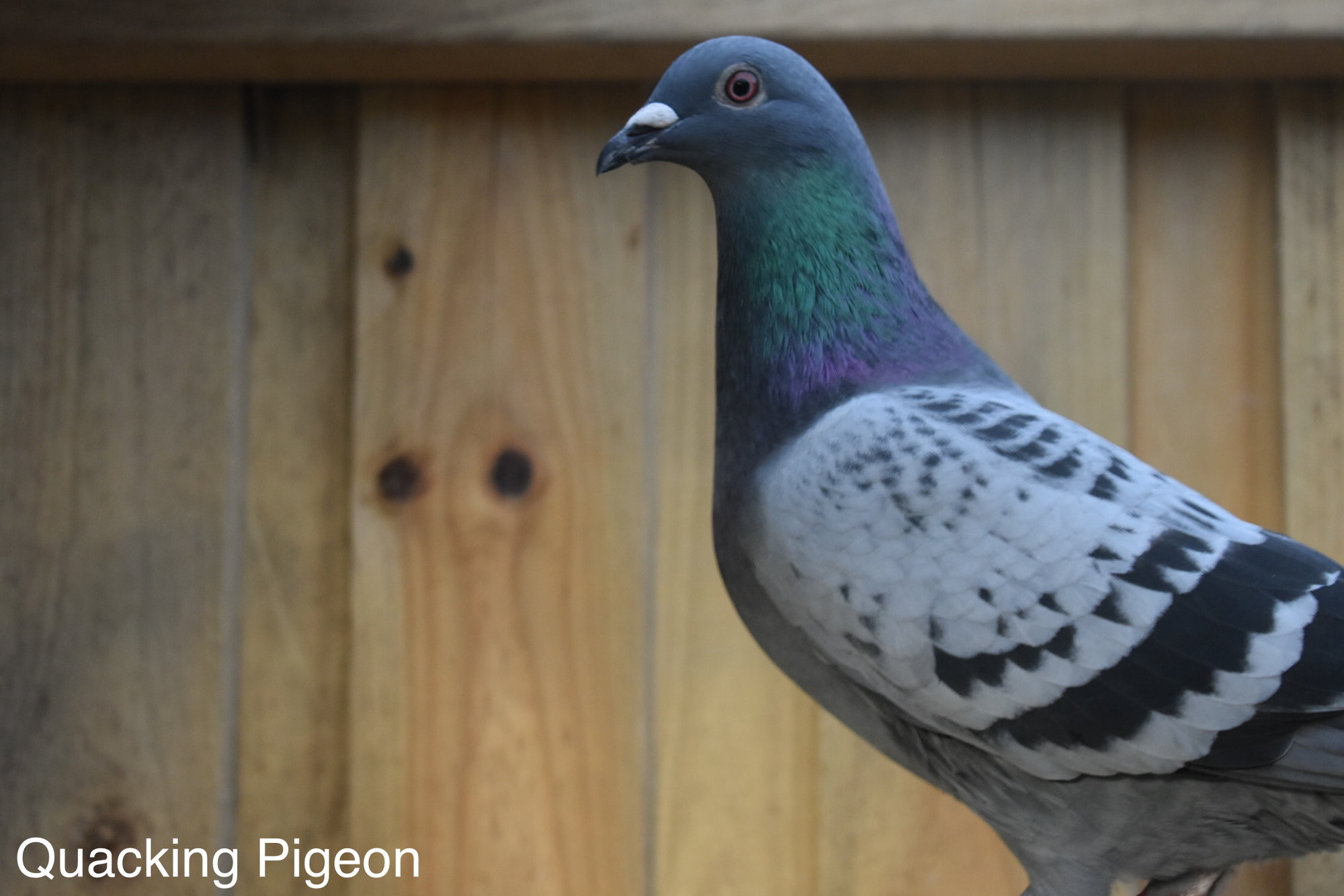 Blue checker Cock bird