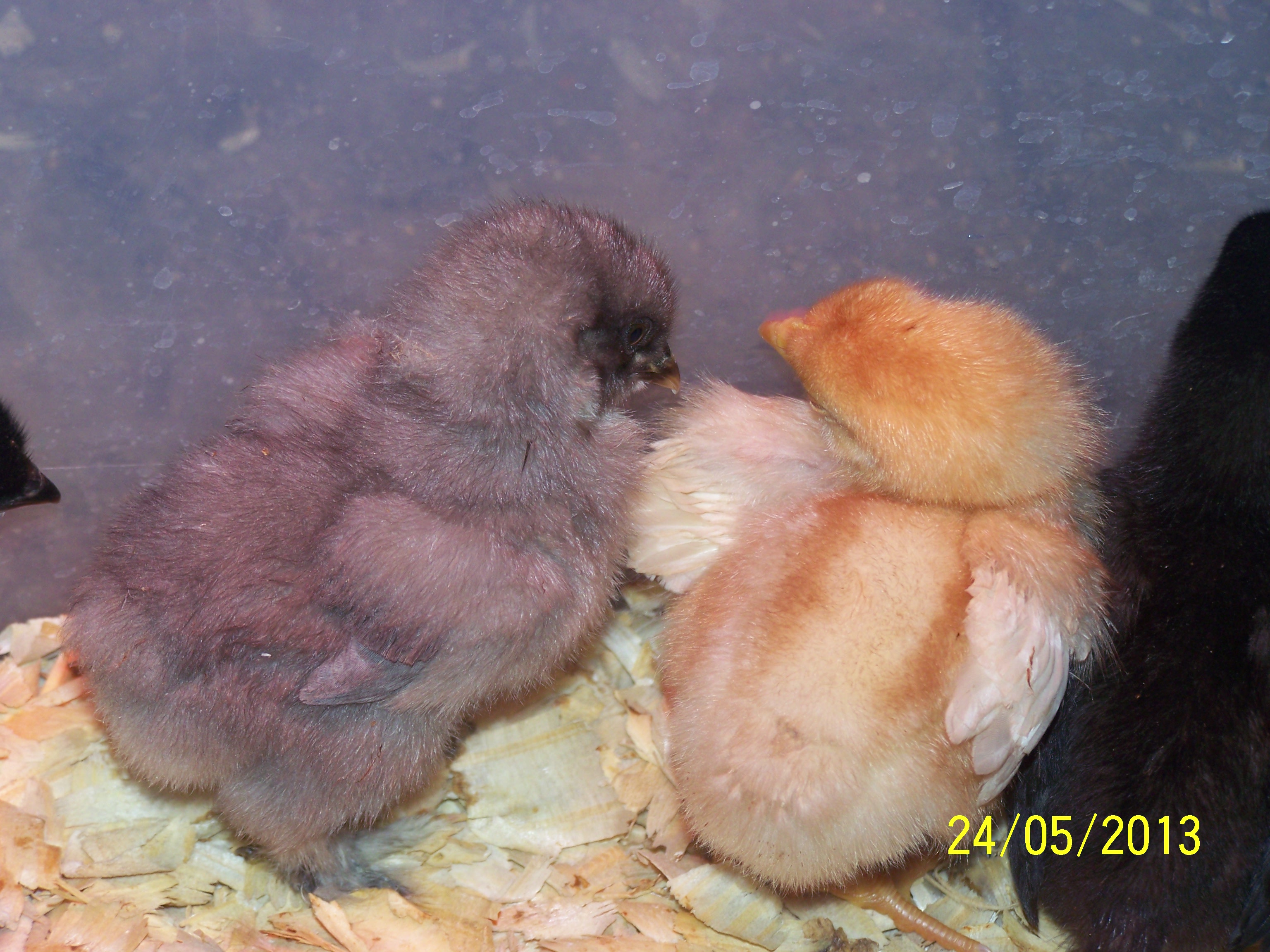 Blue Cochin and Red Star