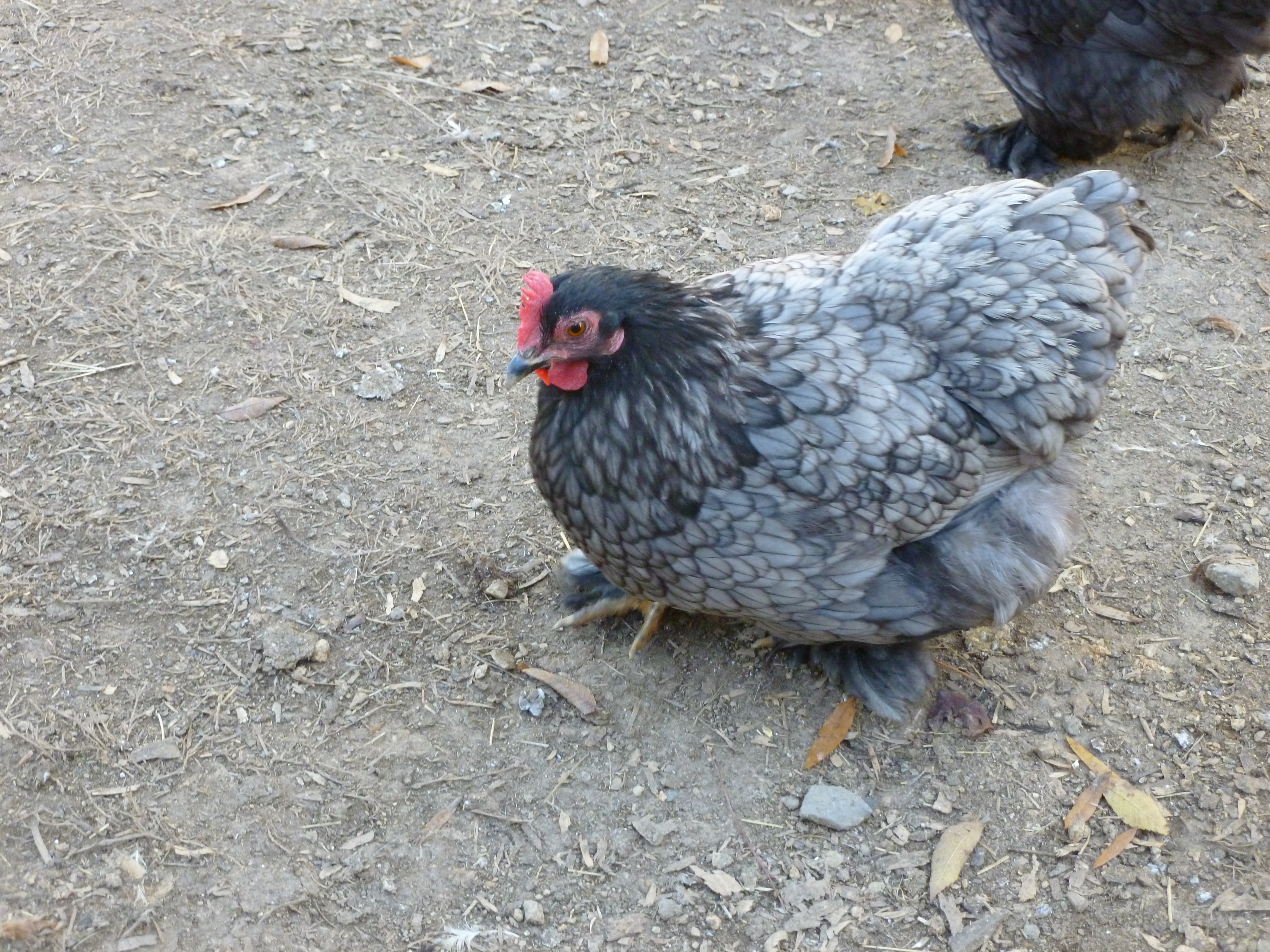 Blue cochin bantam hen