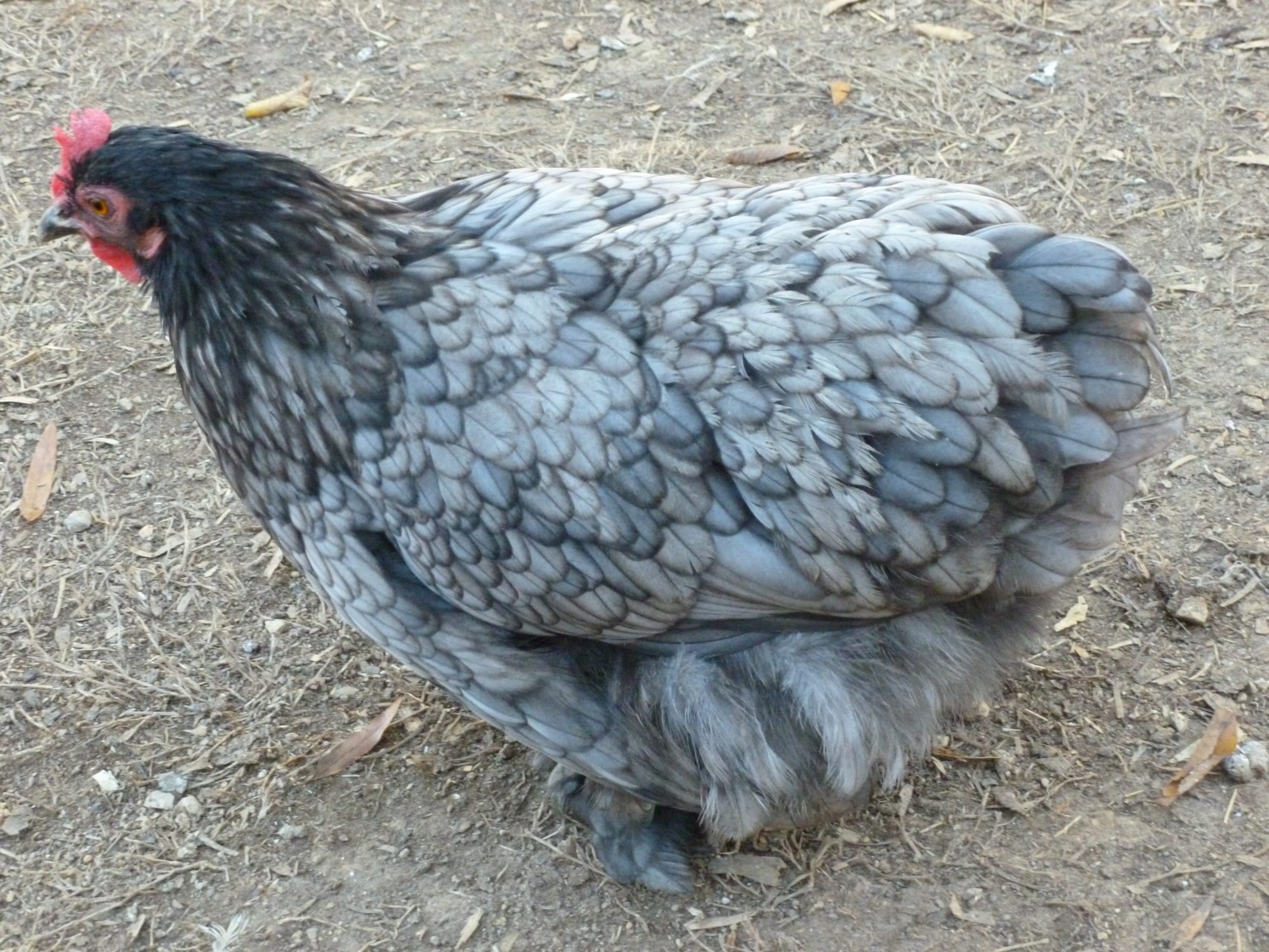 Blue cochin bantam hen