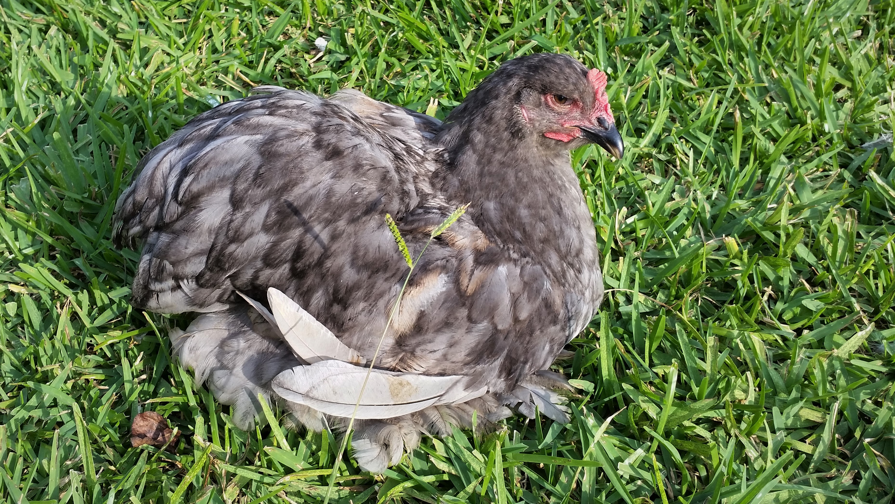 Blue Cochin "Cochi" 21 1/2 weeks, Maybe she is a he...? Tail feathers are a little pointy.