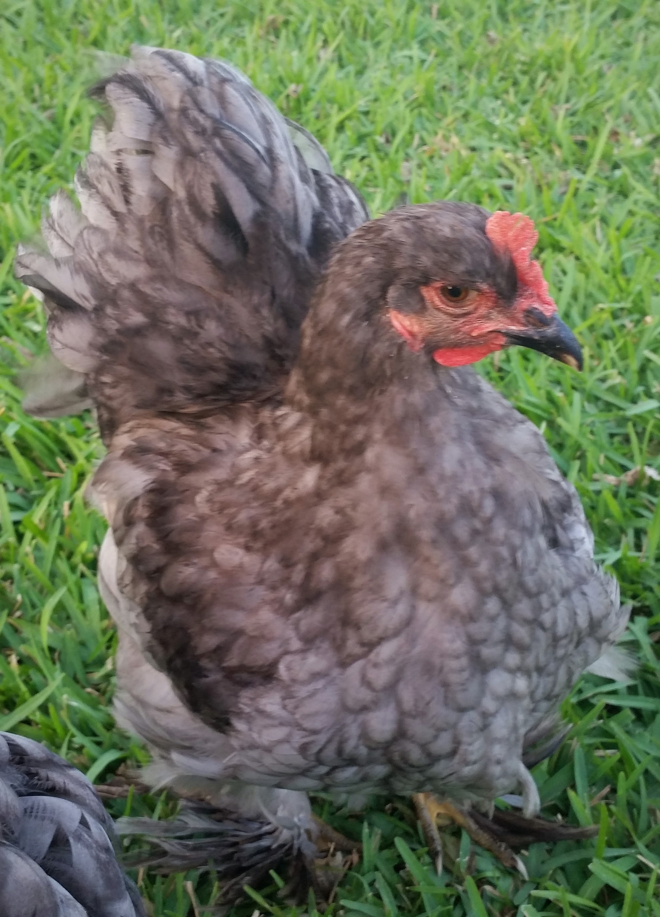 Blue Cochin "Cochi" 28 weeks