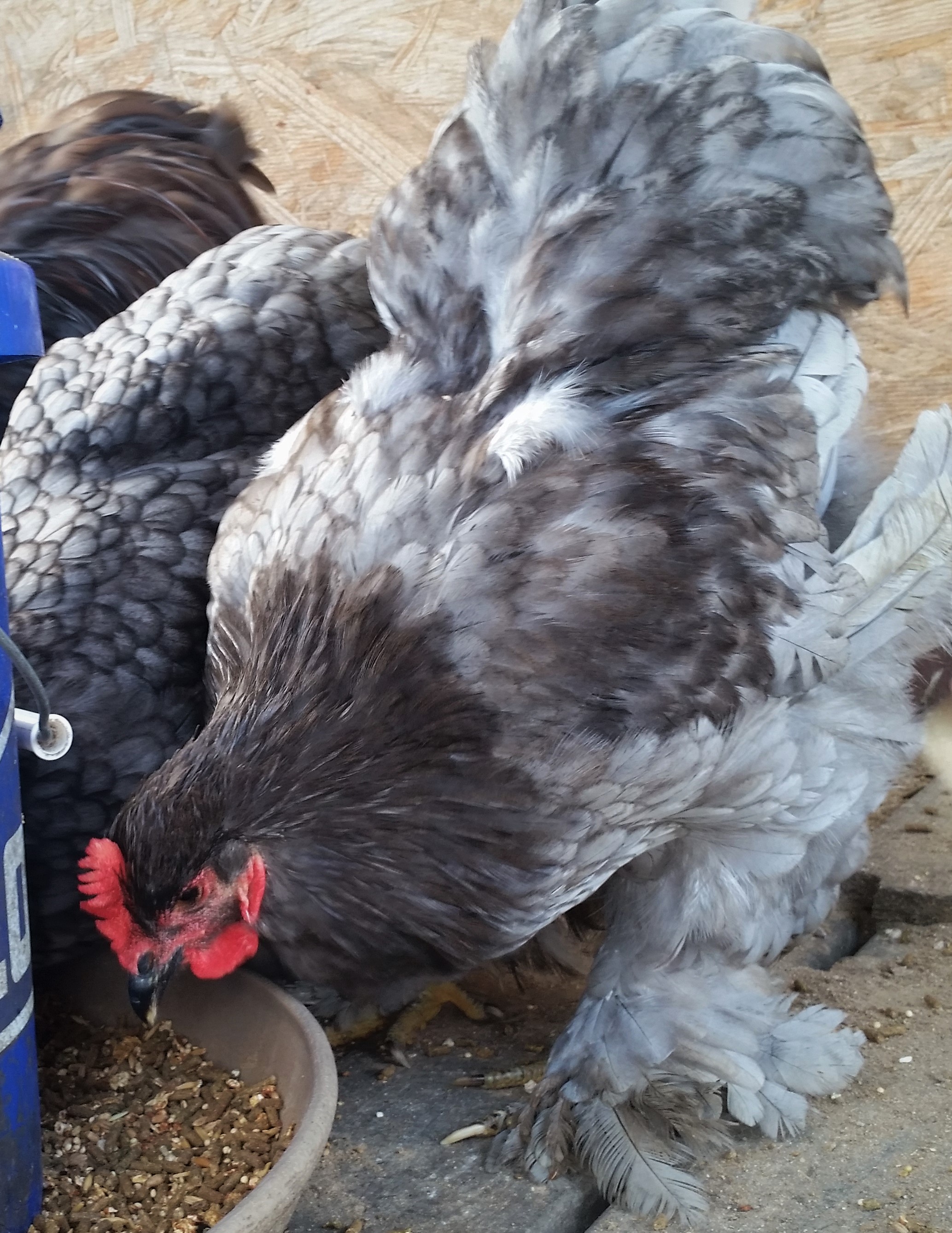 Blue Cochin "Cochi" 33 weeks