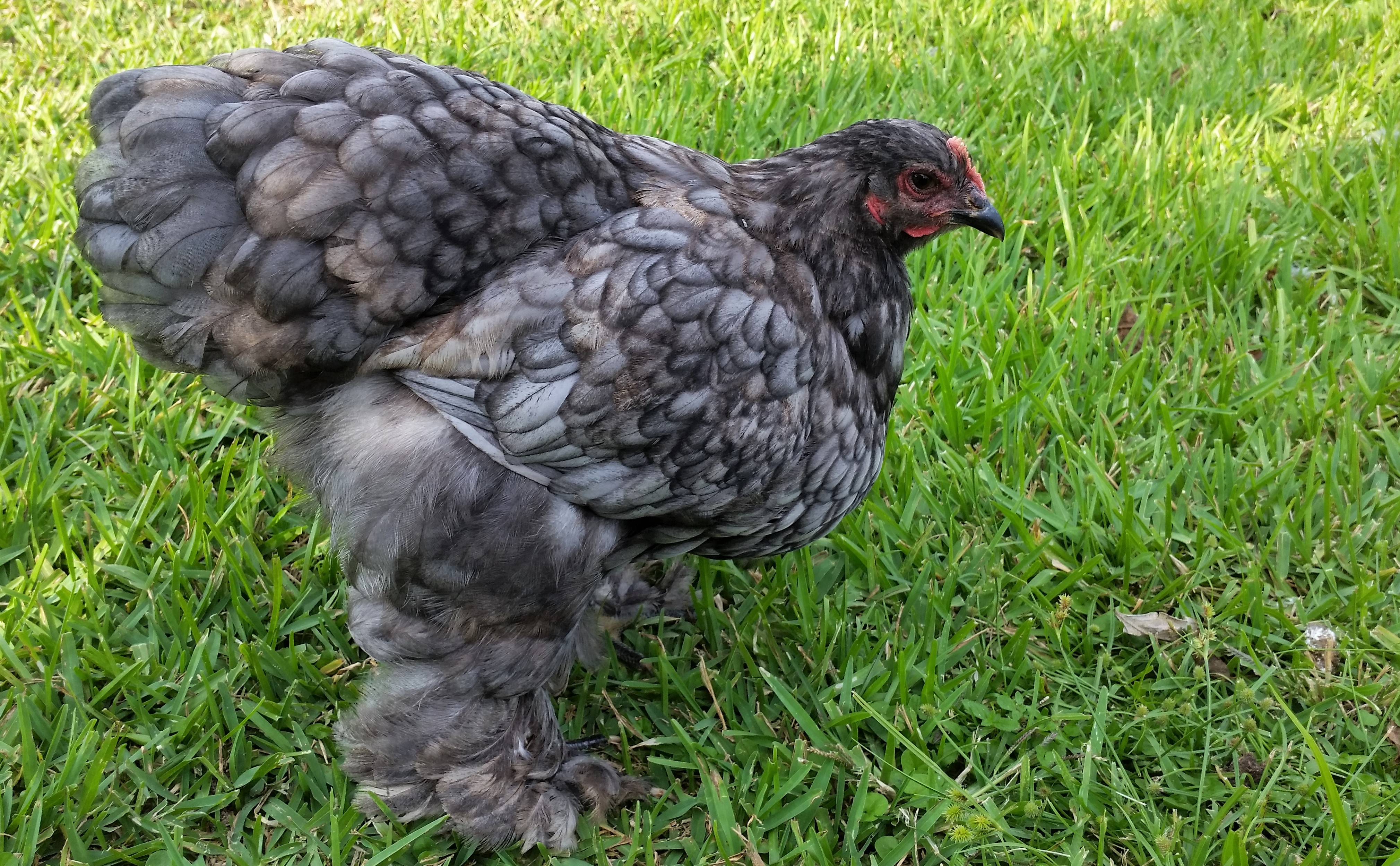 Blue Cochin "Lucky" 21 1/2 weeks