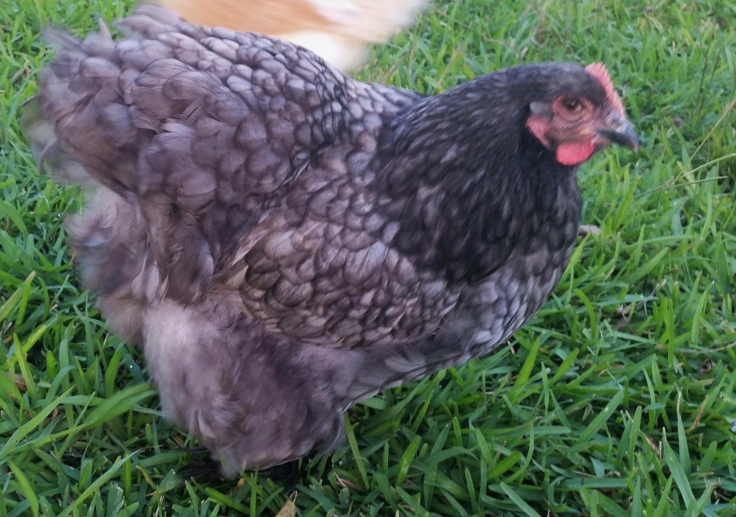 Blue Cochin "Lucky" 28 weeks