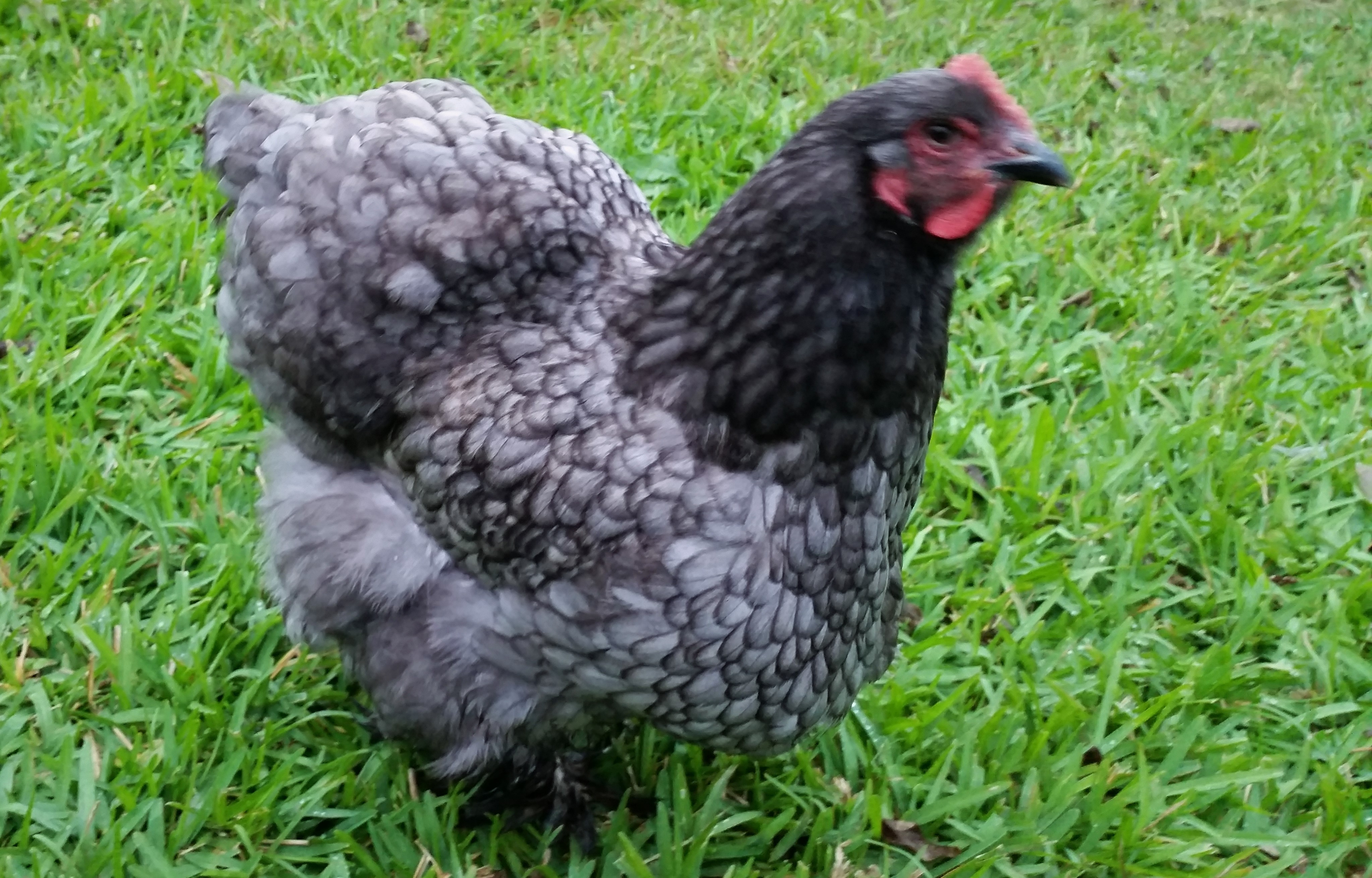 Blue Cochin "Lucky" 29 weeks