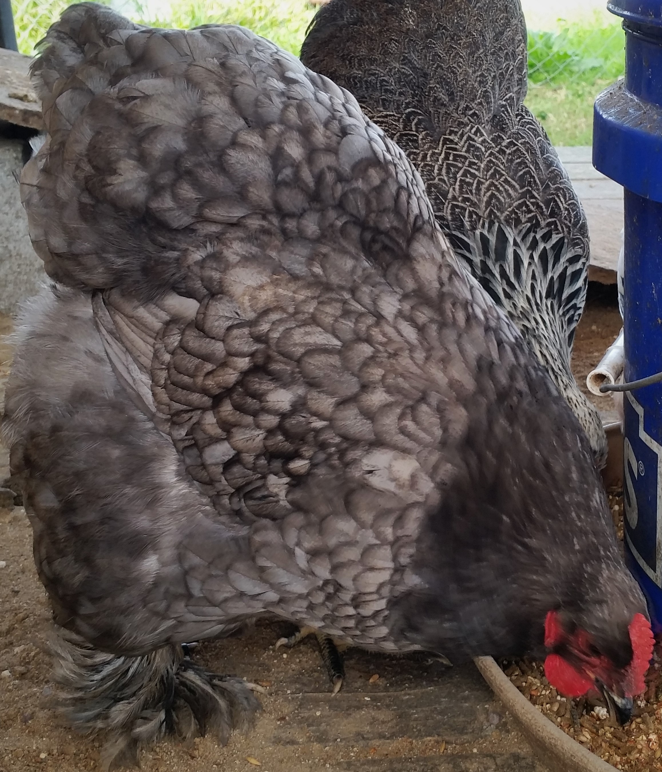 Blue Cochin "Lucky" 33 weeks