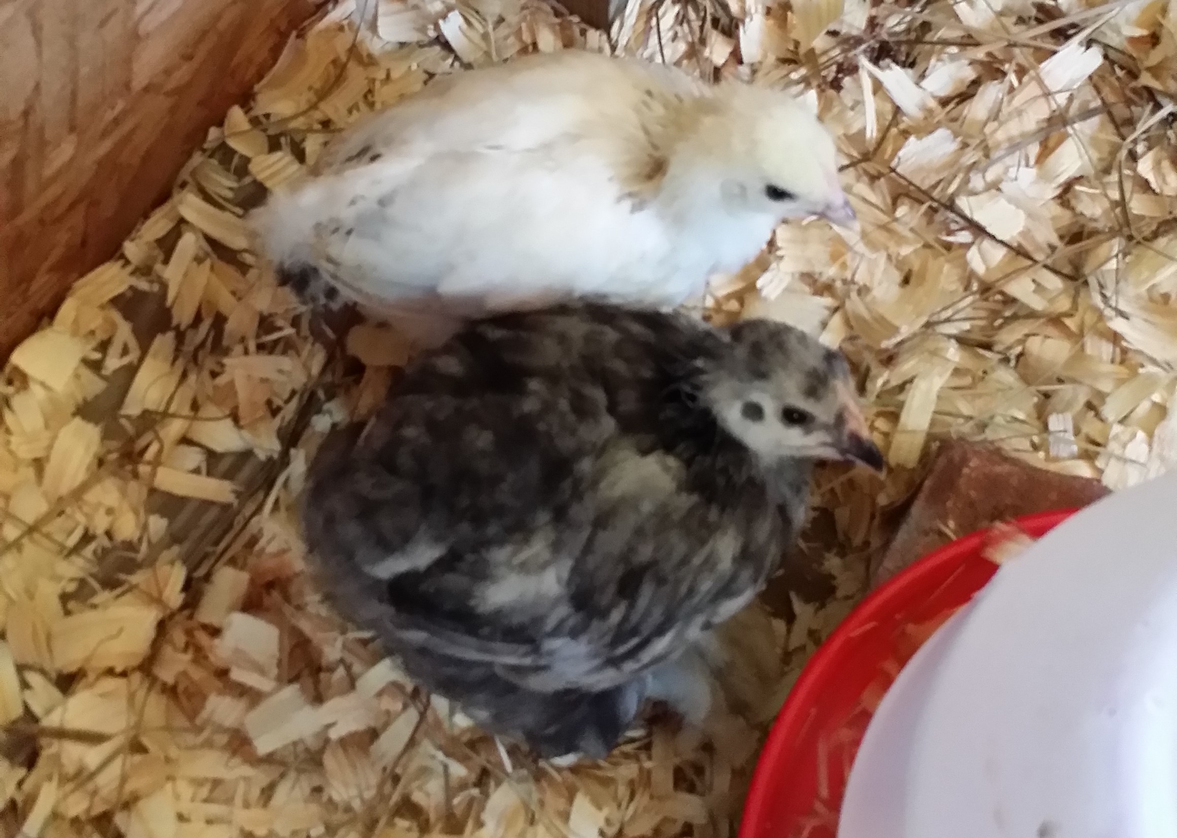 Blue Cochin "Lucky" 5 weeks and Light Brahma 4 weeks