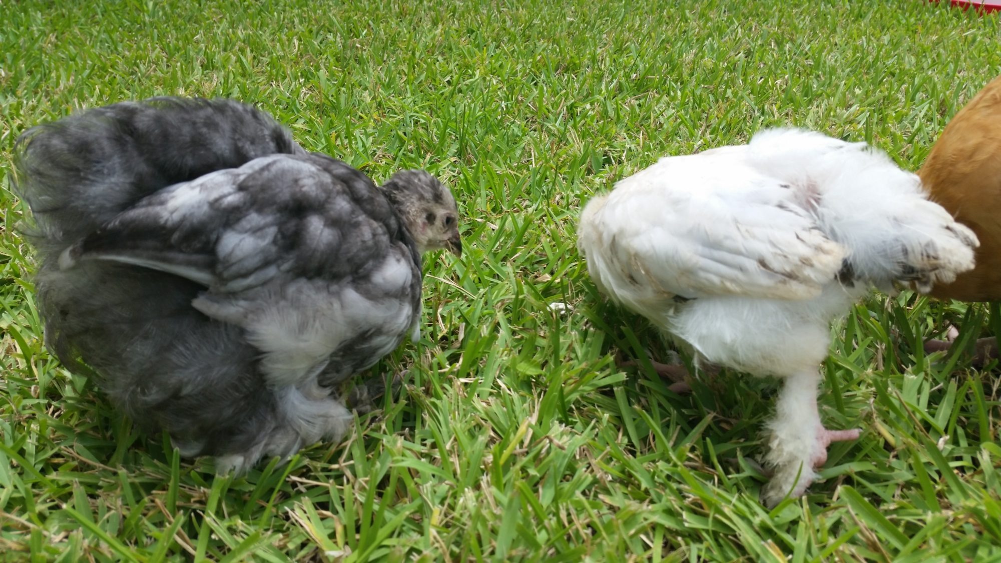 Blue Cochin "Lucky" 7 weeks and Light Brahma "Buffy the Slayer" 6 weeks