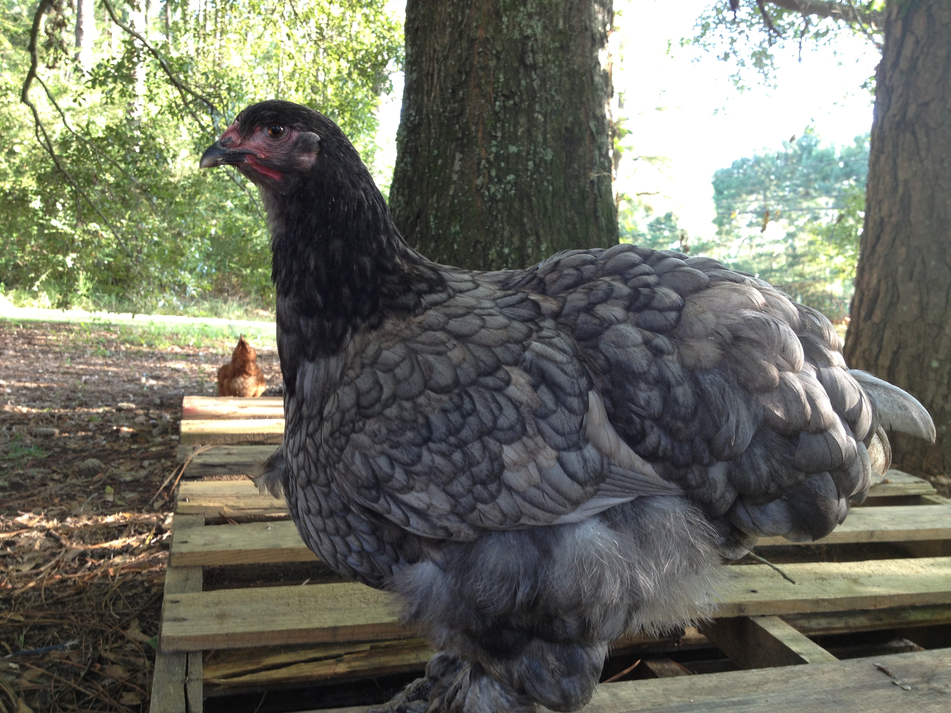Blue Cochin pullet, Navi. She's round and blue, so why not name her after a video game character from my childhood? Does anyone get that reference besides me? :D