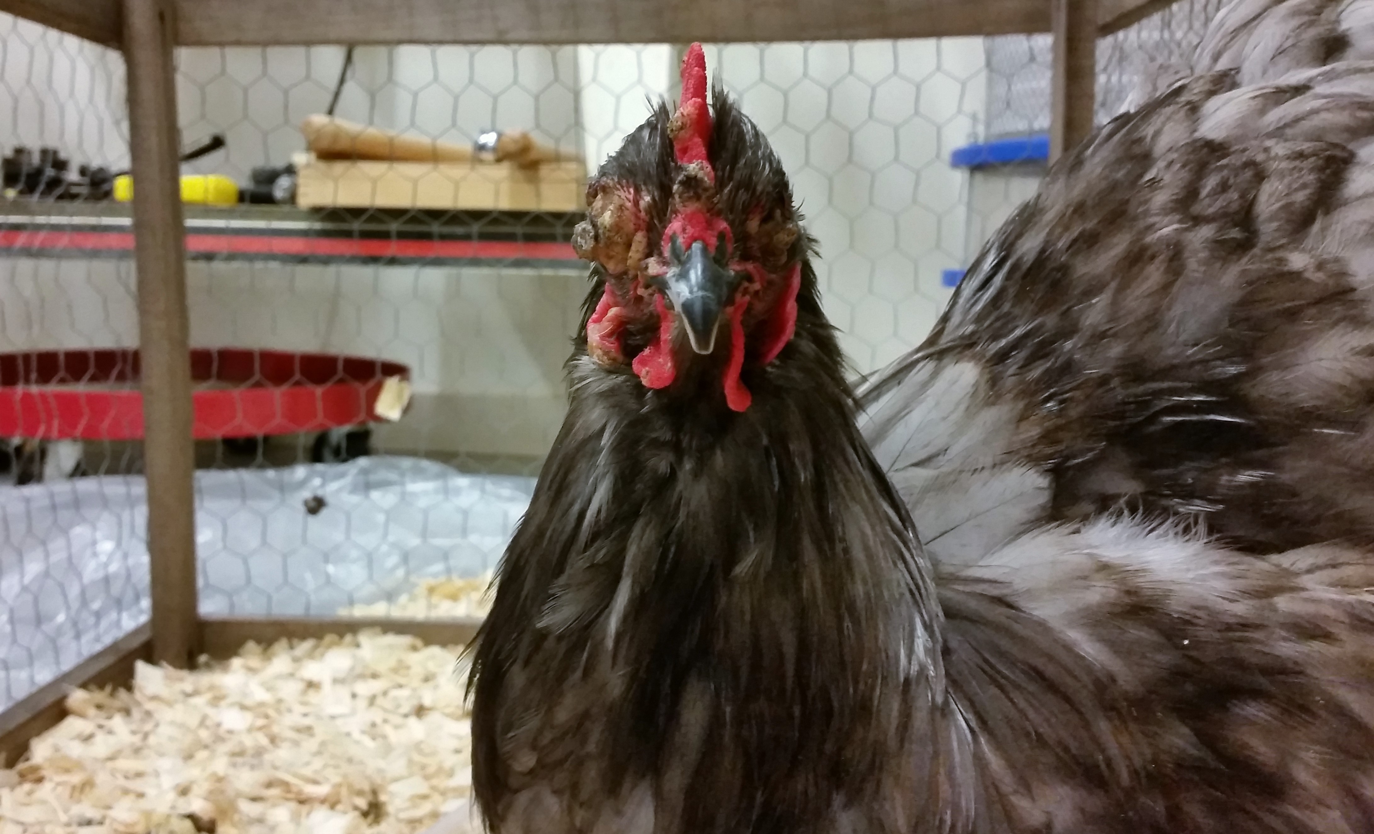 Blue Cochin Rooster 
In the wood shop so I can doctor his eyes. Fowl pox sure gets ugly when it affects their eyes.