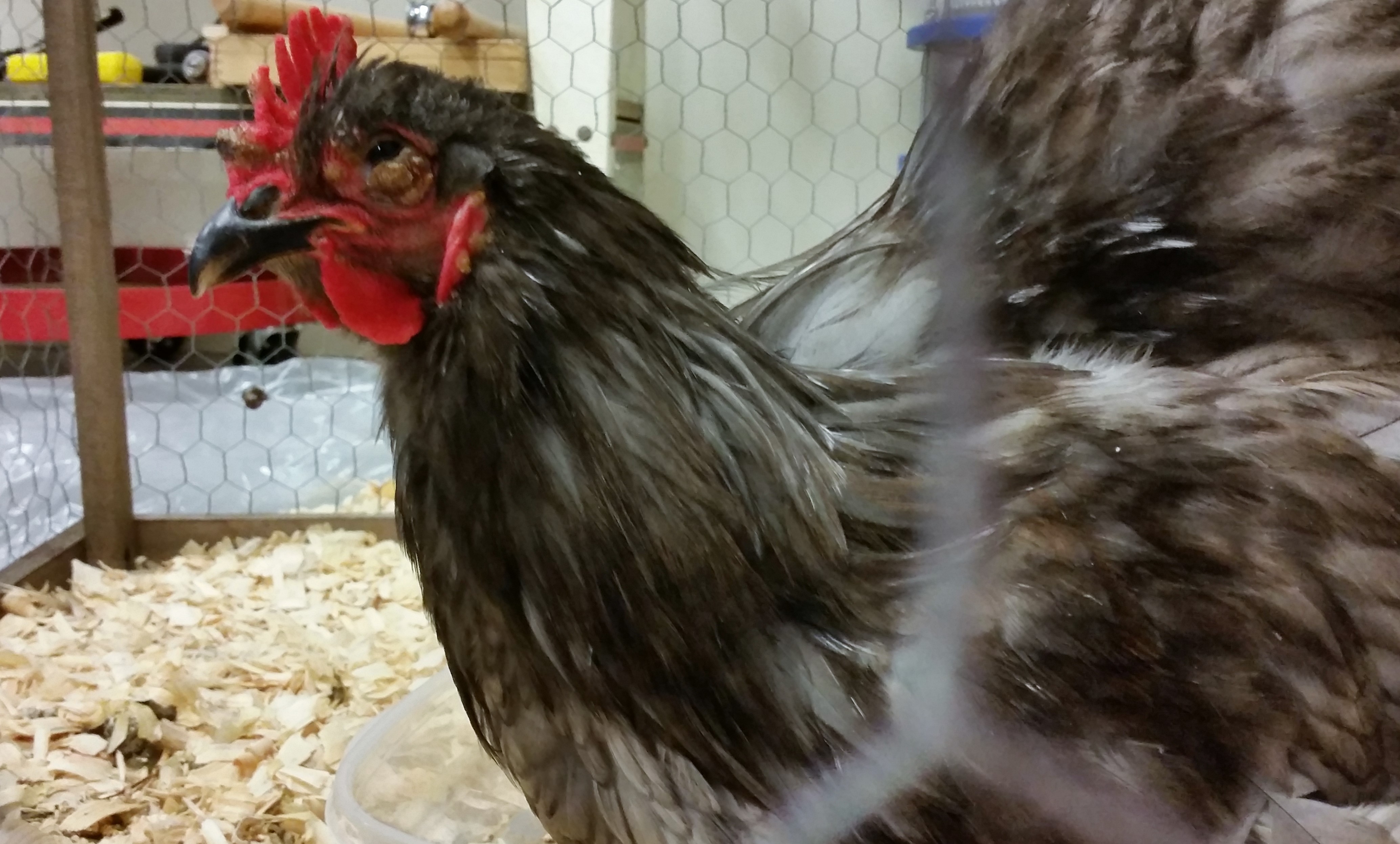 Blue Cochin Rooster 
In the wood shop so I can doctor his eyes.