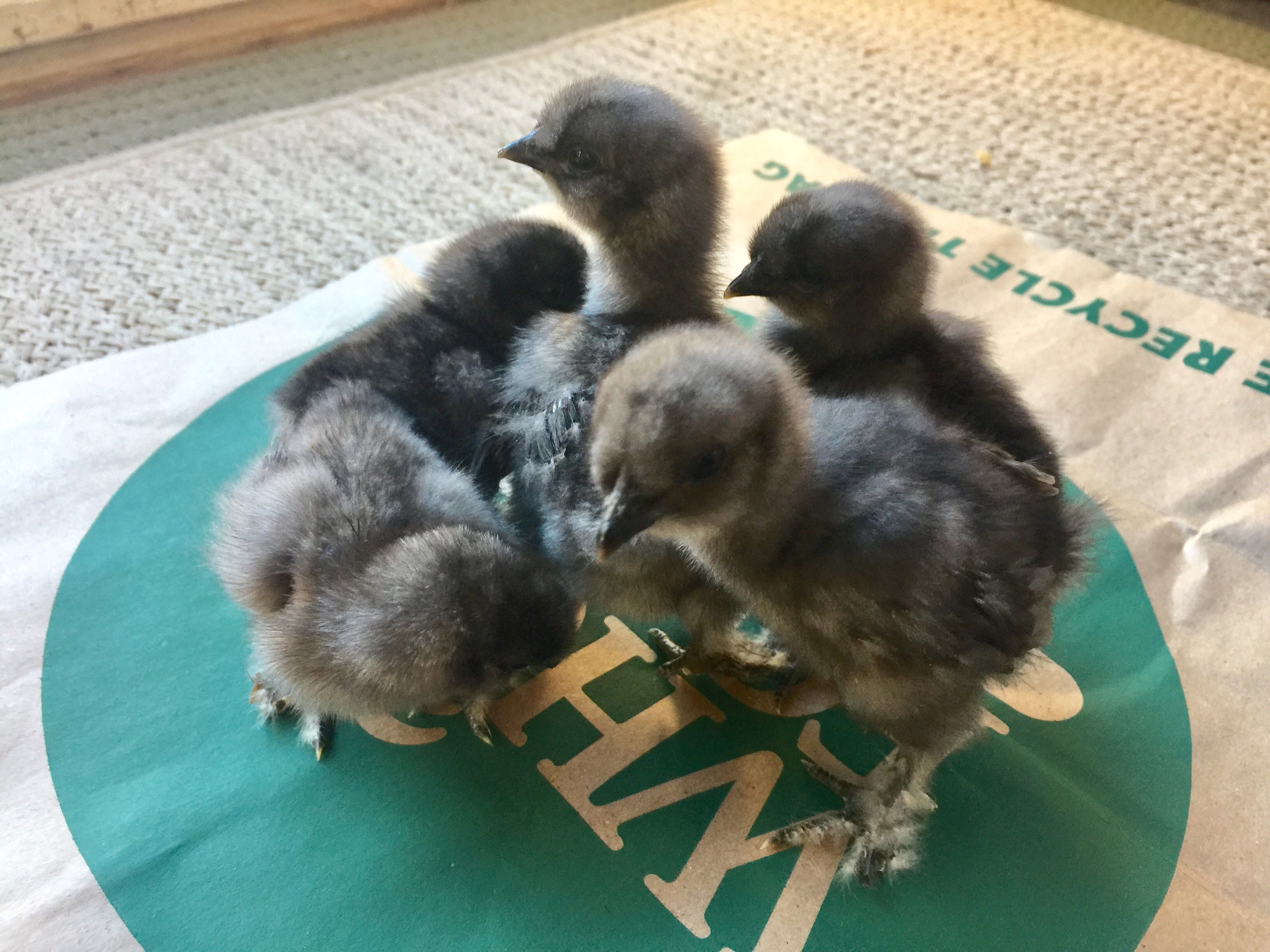 Blue Cochin Silkie mix