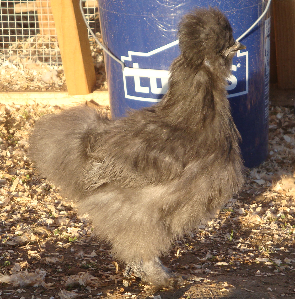 Blue cockerel, 15 wees