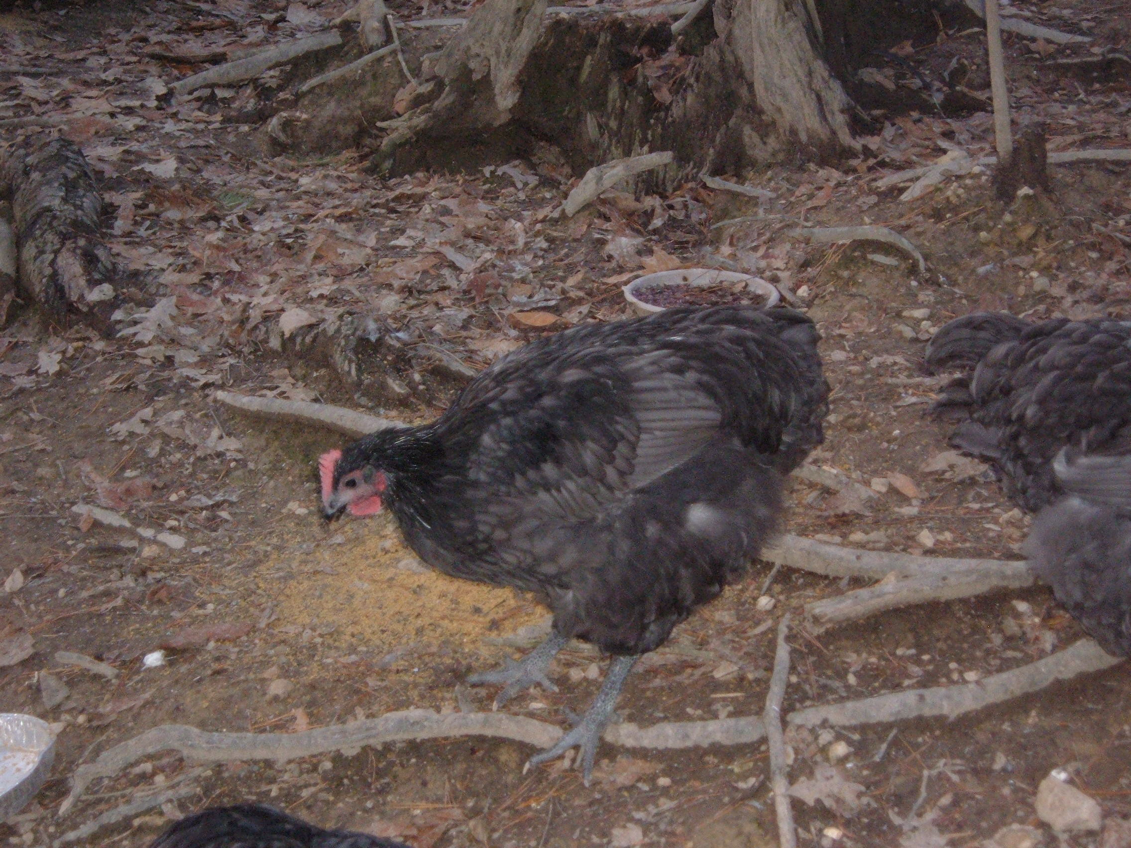 Blue cockerel 16 weeks. same one as previous pic.