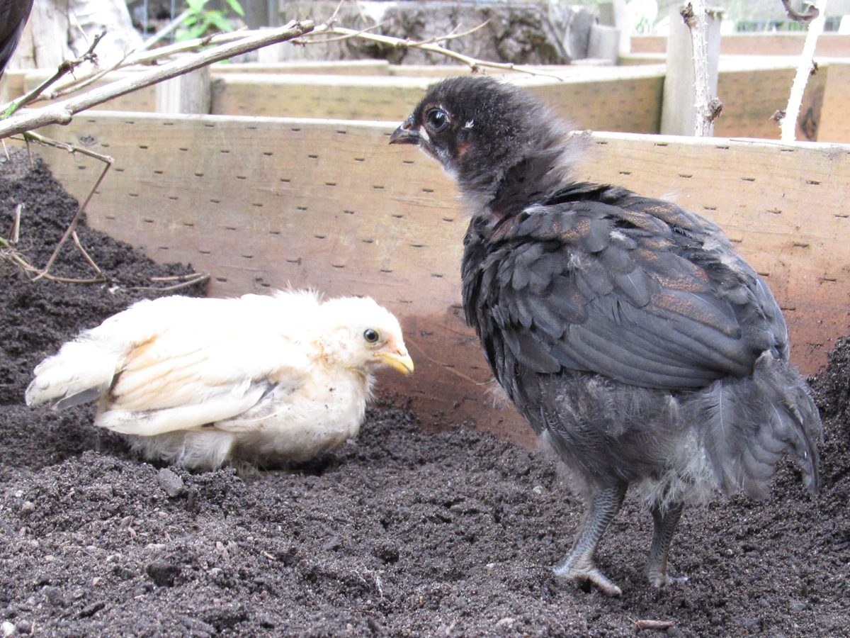 Blue Copper Marans at two weeks