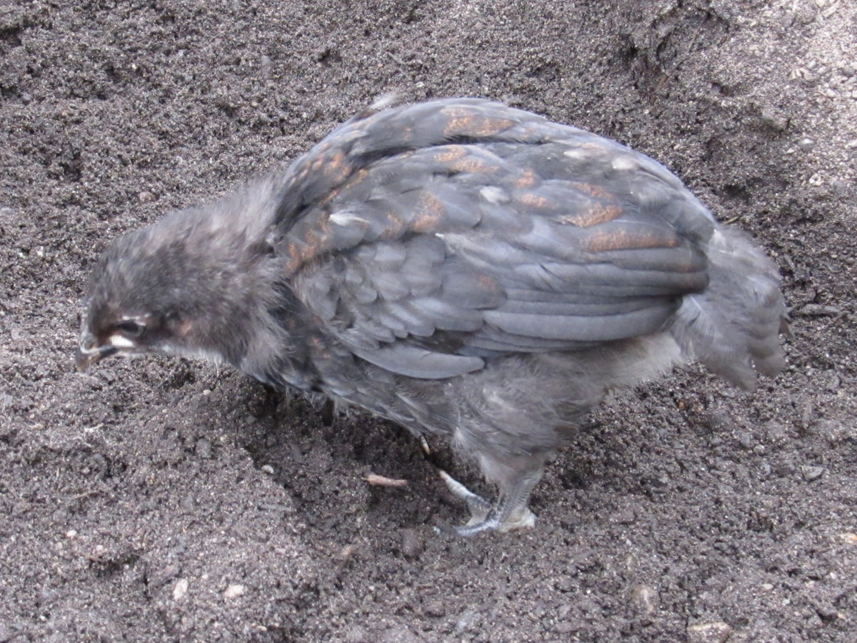 Blue Copper Marans at two weeks