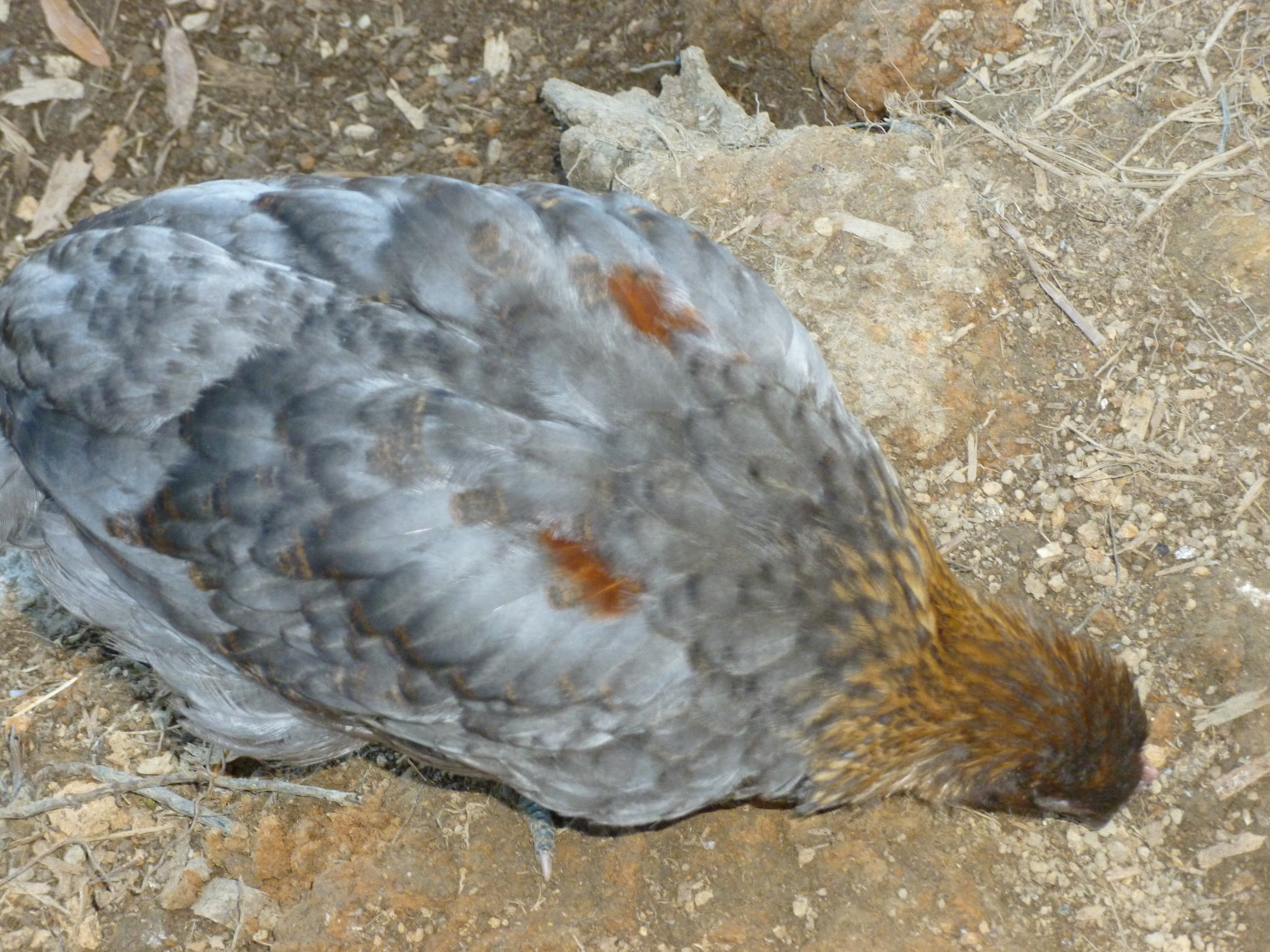 Blue copper marans chick