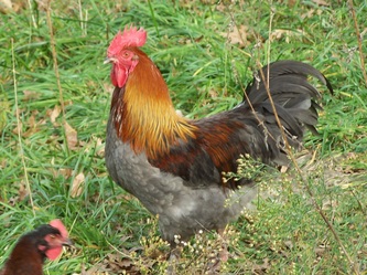 Blue copper Marans Rooster Pure Wade Jeane Line. 