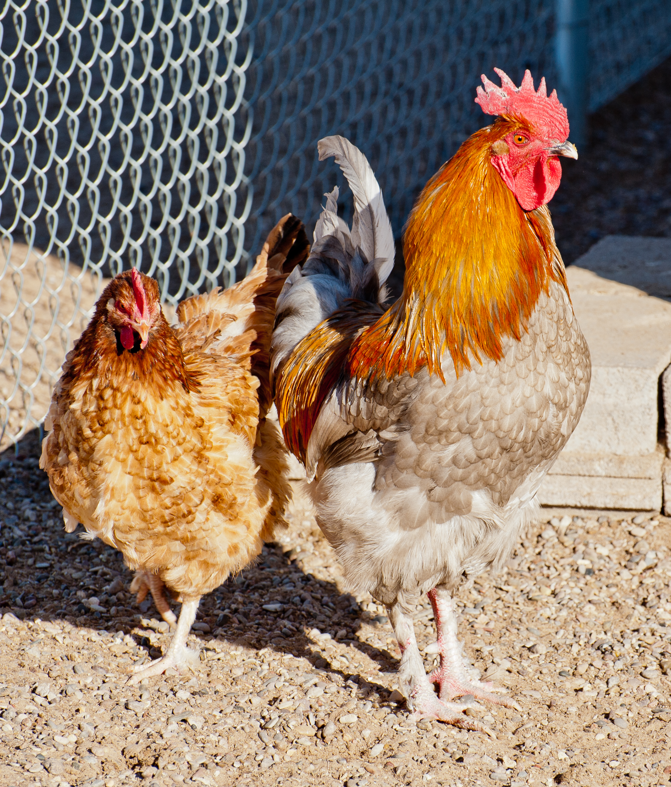 Blue Copper Marans rooster