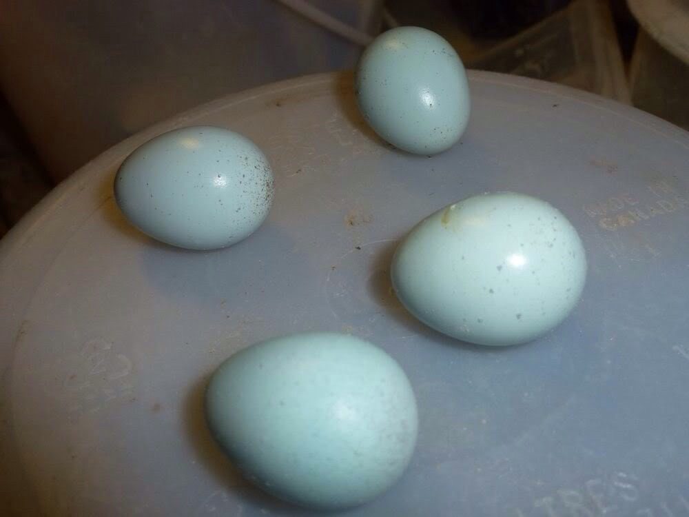 Blue Coturnix eggs