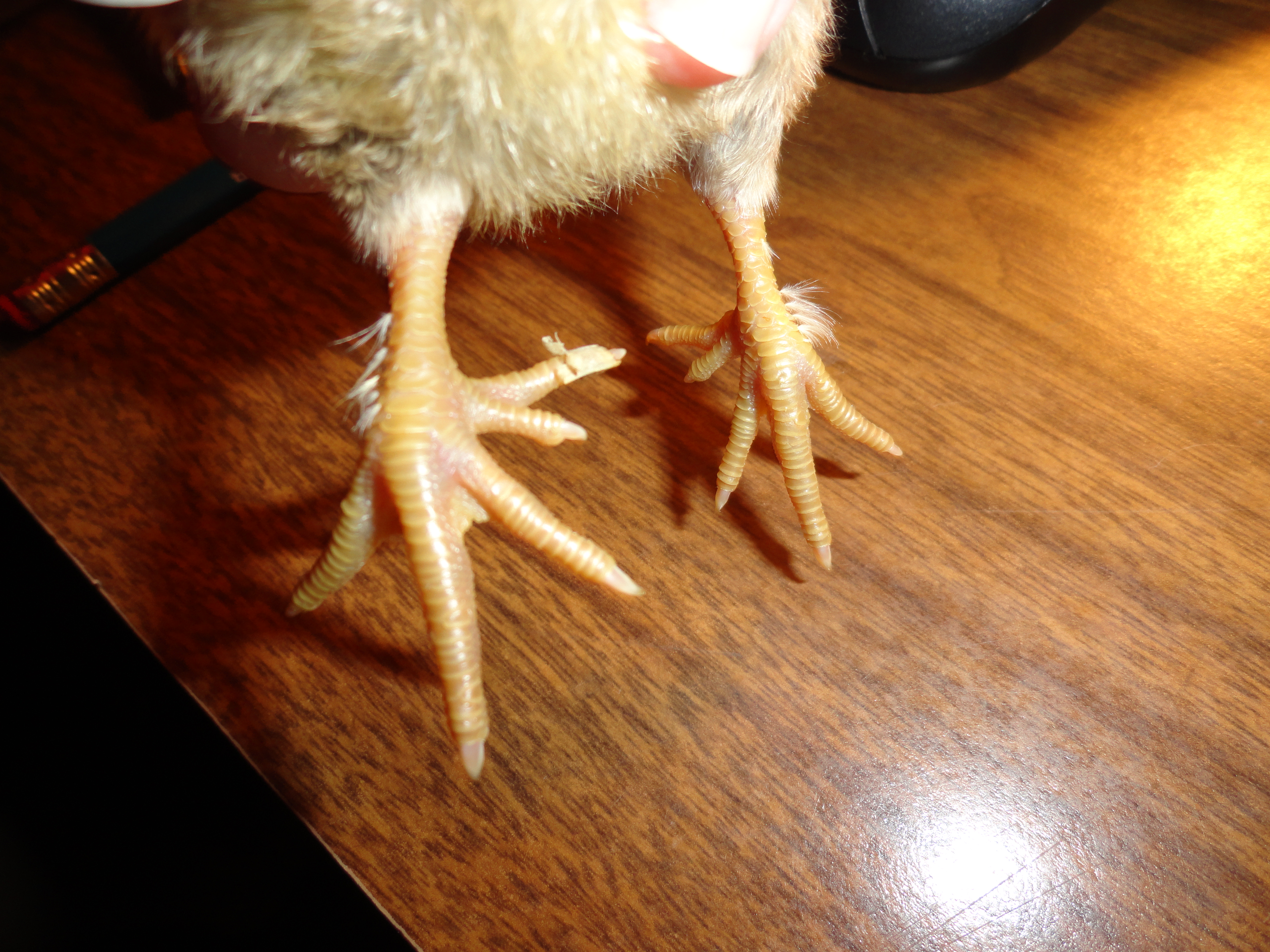 blue crele from farmerChef 4 days old, 5 toes!