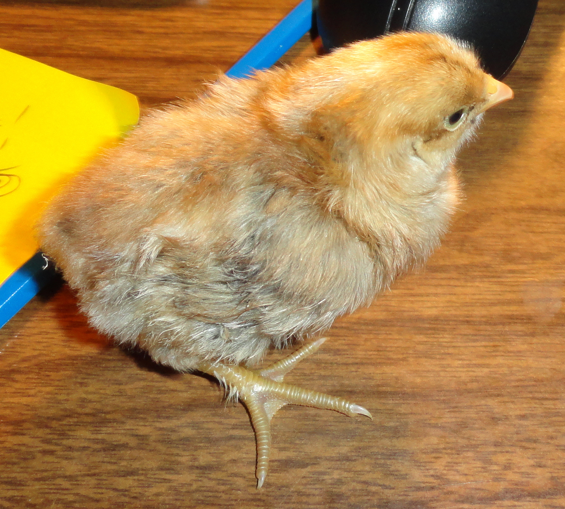 blue crele from farmerChef 4 days old