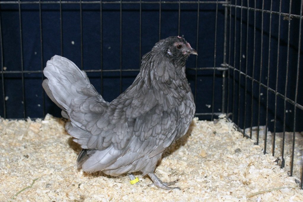 blue d'anver hen