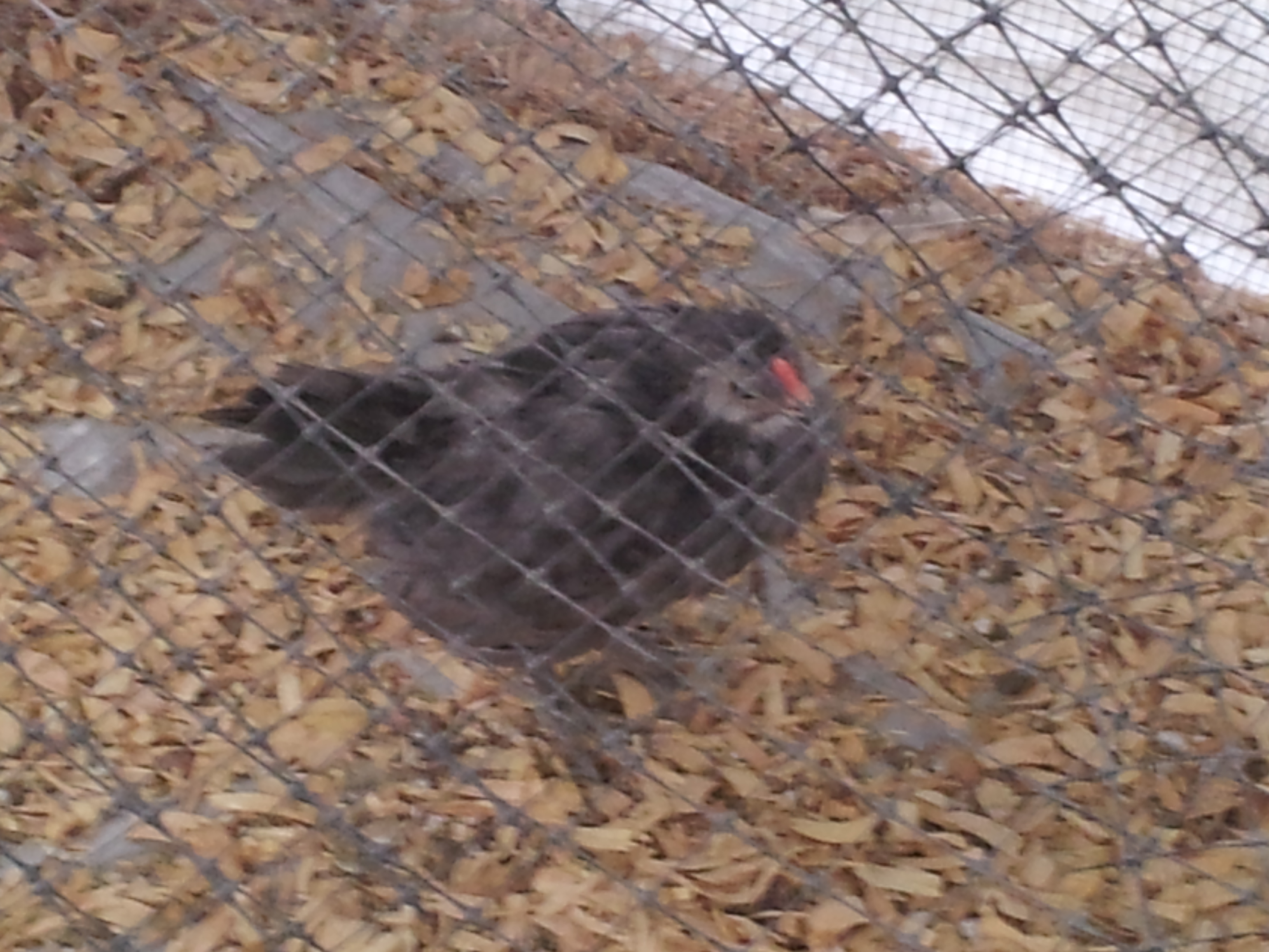 Blue EEer is crowing already at 6 weeks. I think this is a rooster for sure.