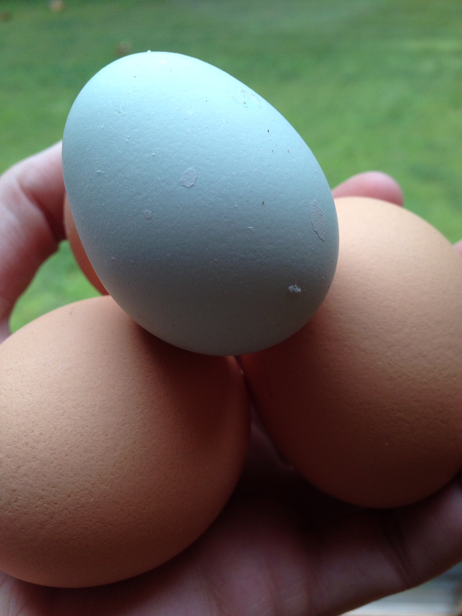 Blue eggs!