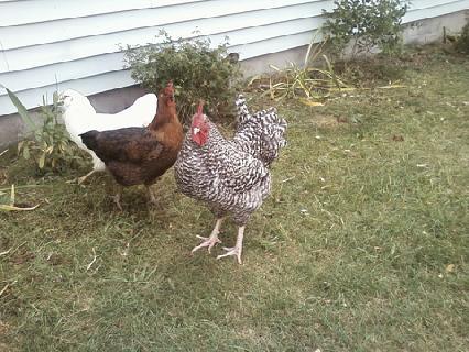 Blue, Emma, and Cotton posing.