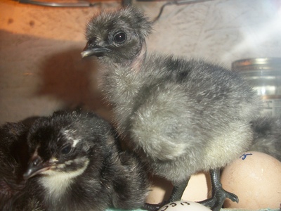 blue fibromelanotic Naked Neck Green-Egger chick hatched 1/4/12