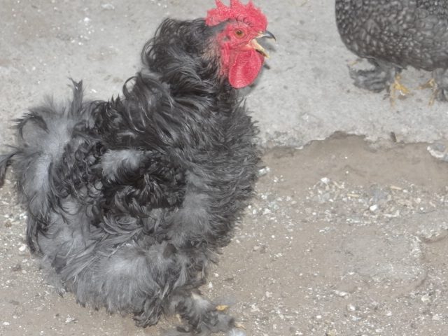 blue frizzle Pekin