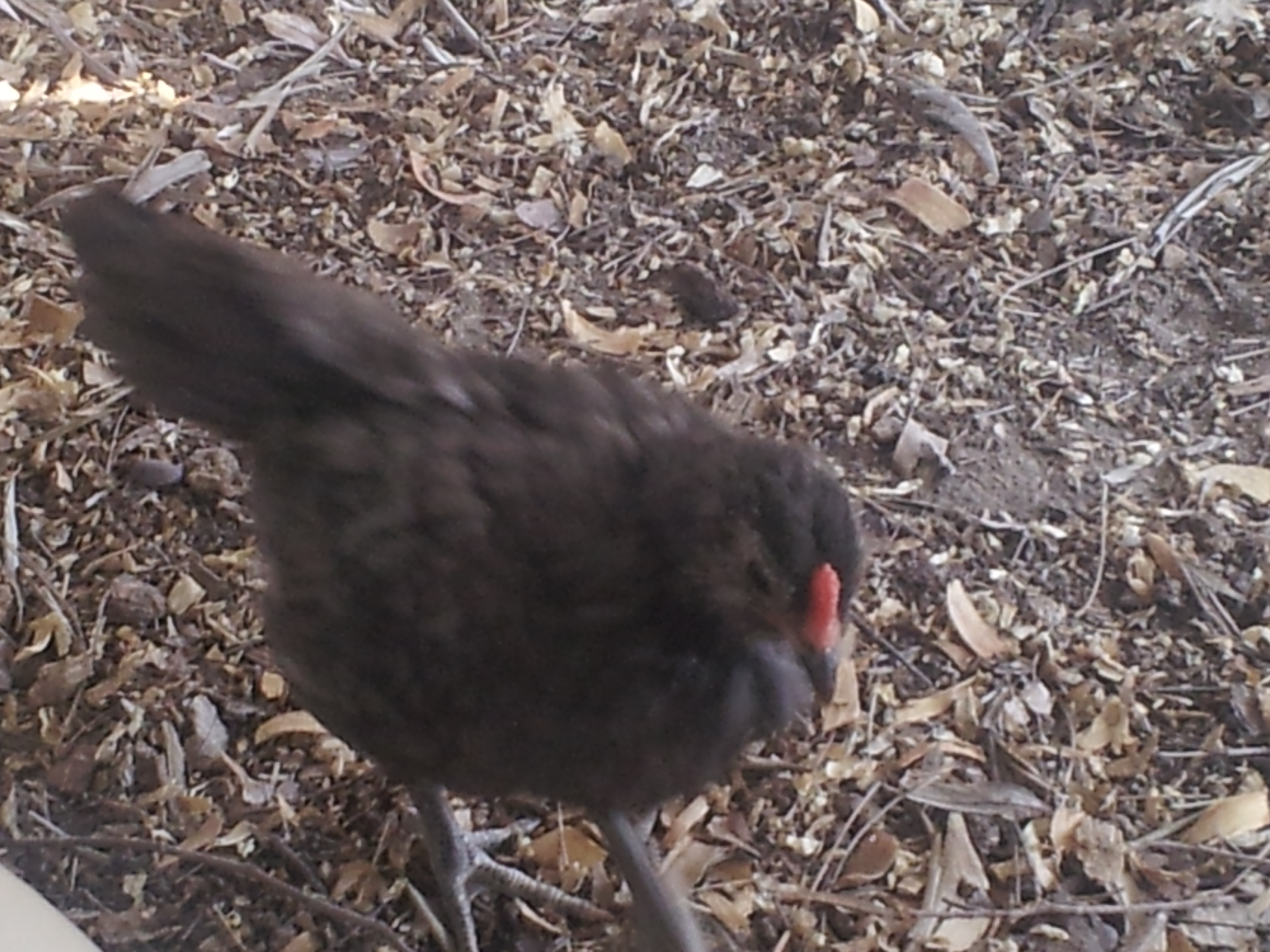 Blue-Gray rooster, first to crow at 6 weeks. Been crowing non-stop since.