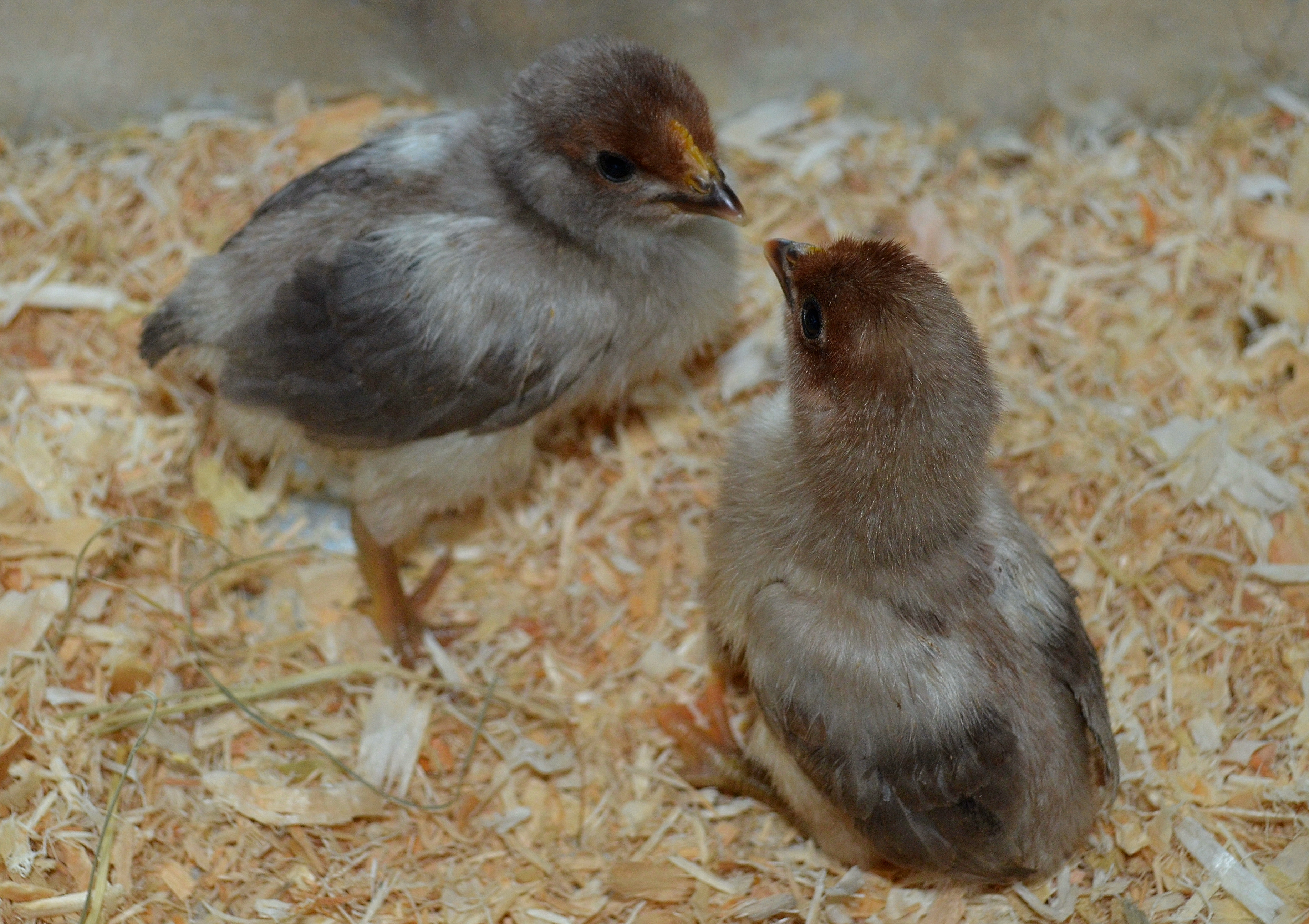Blue Grey Chicks